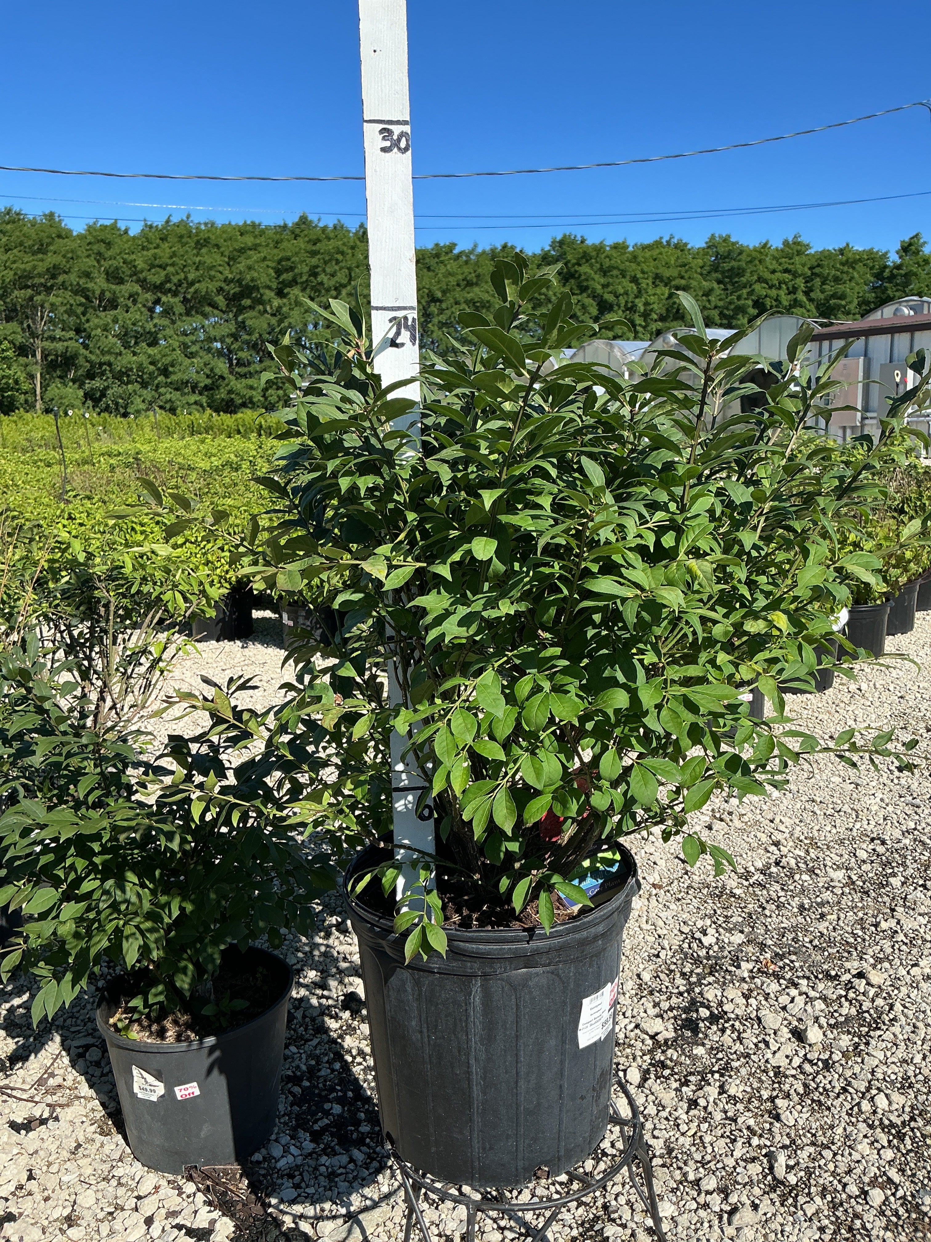 Euonymus Burning Bush Compact