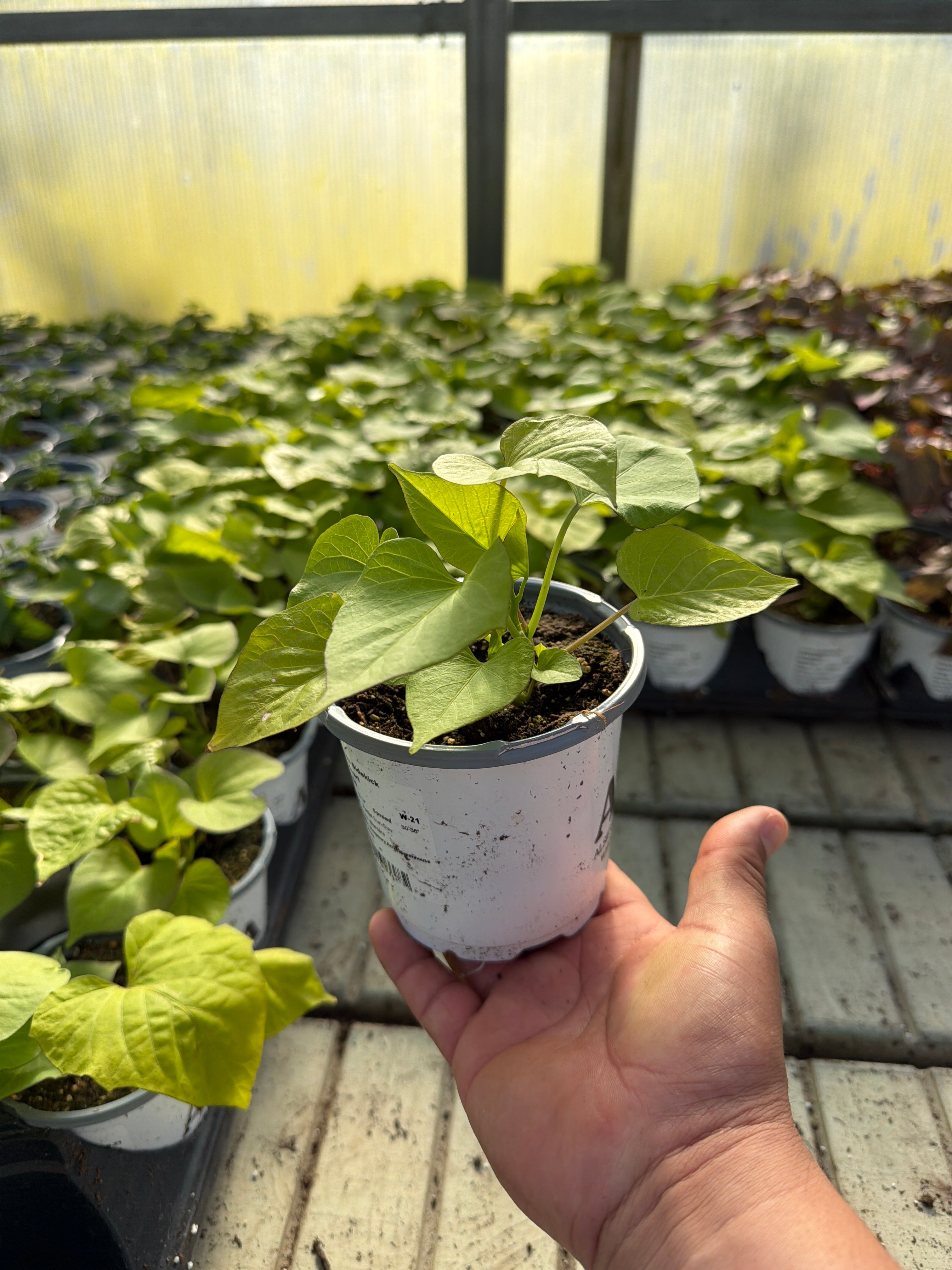 Ipomoea Sidekick Lime Heart - 4.33" Premium Annual