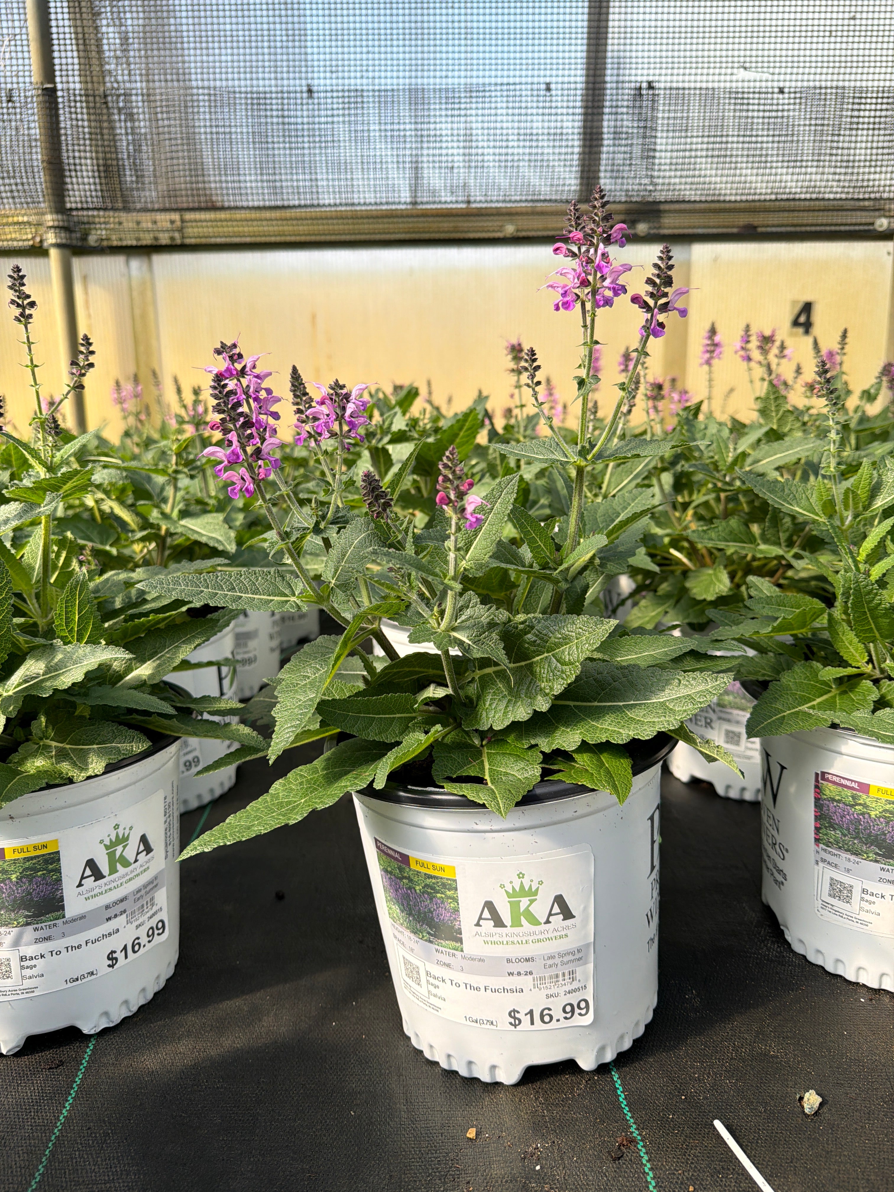 Salvia Sage Color Spires Back To The Fuchsia