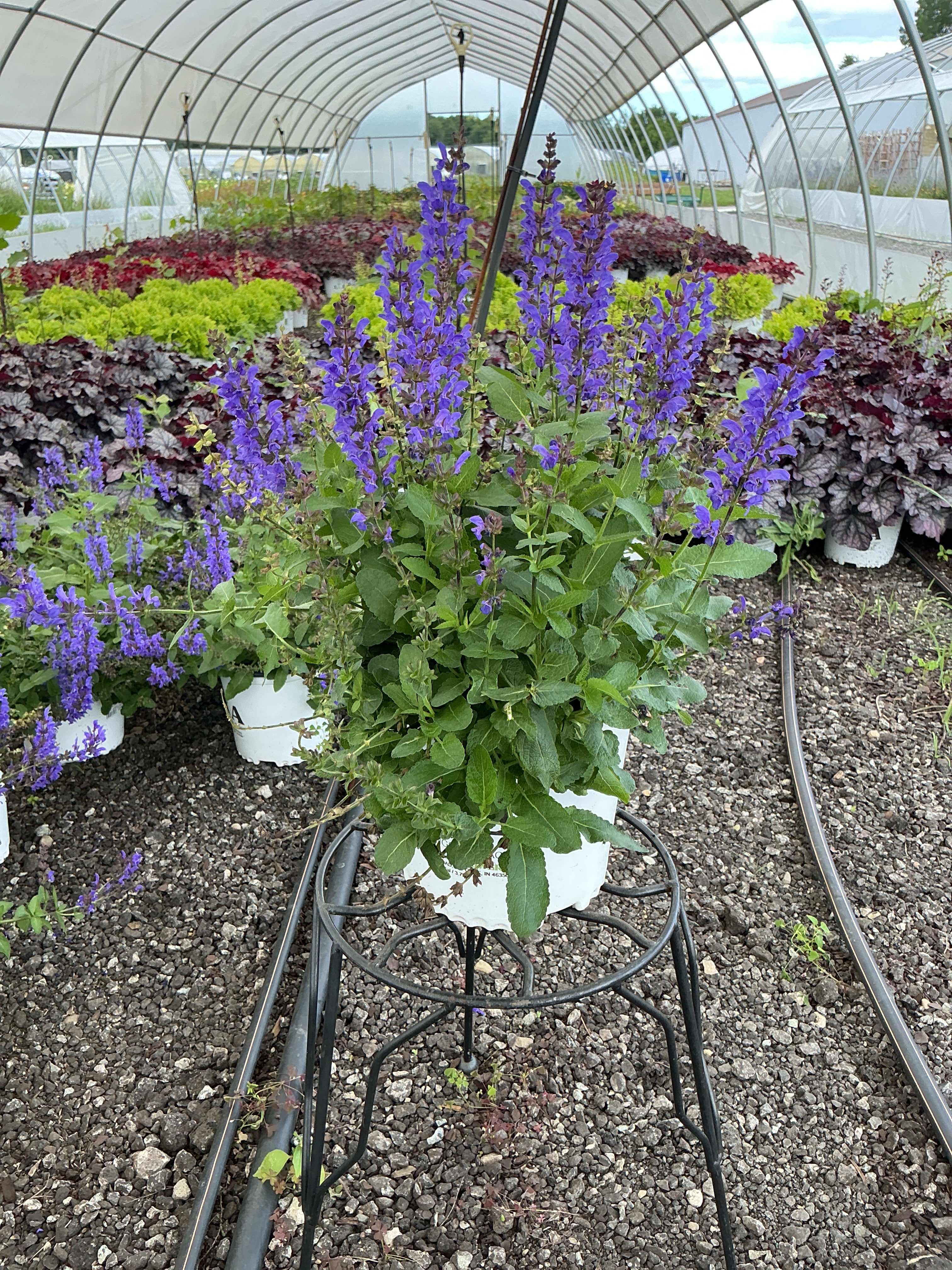Salvia Sage Noble Knight