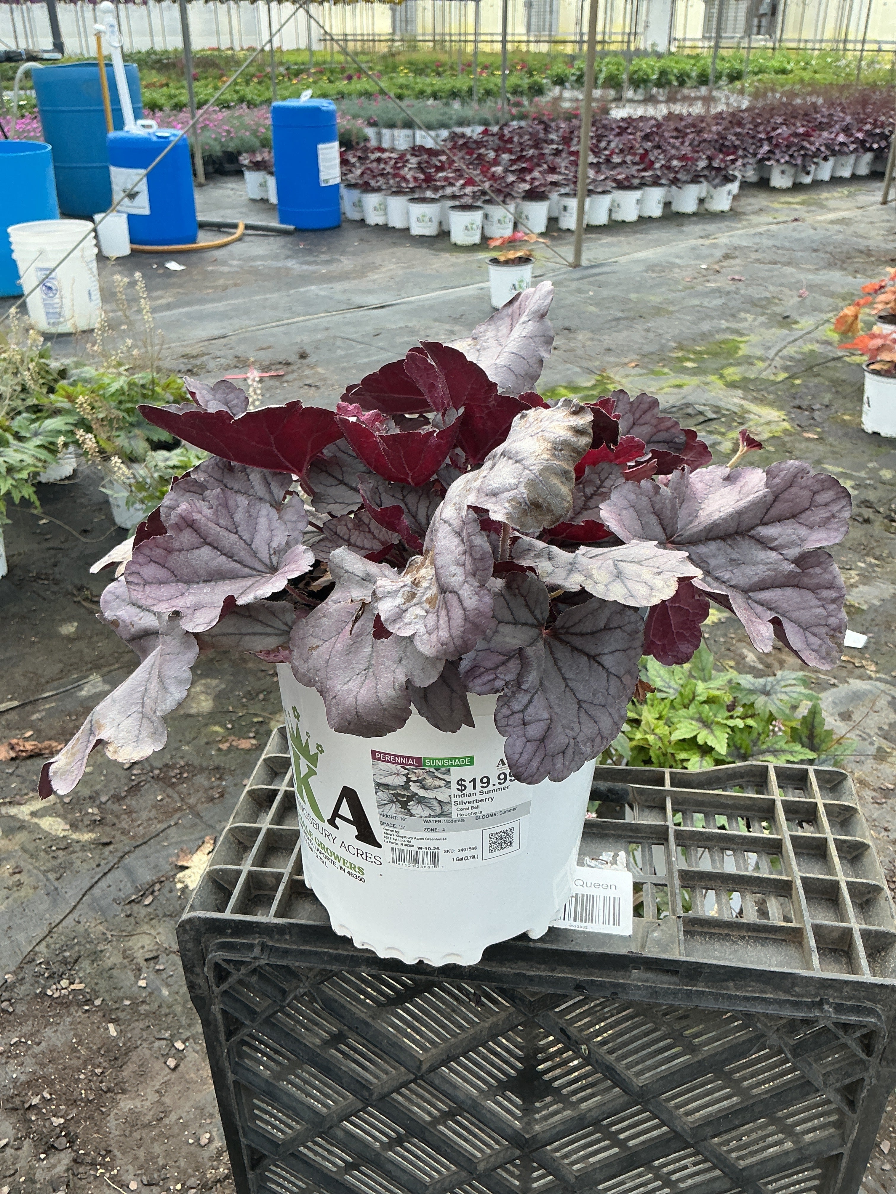 Heuchera Coral Bell Indian Summer Silverberry