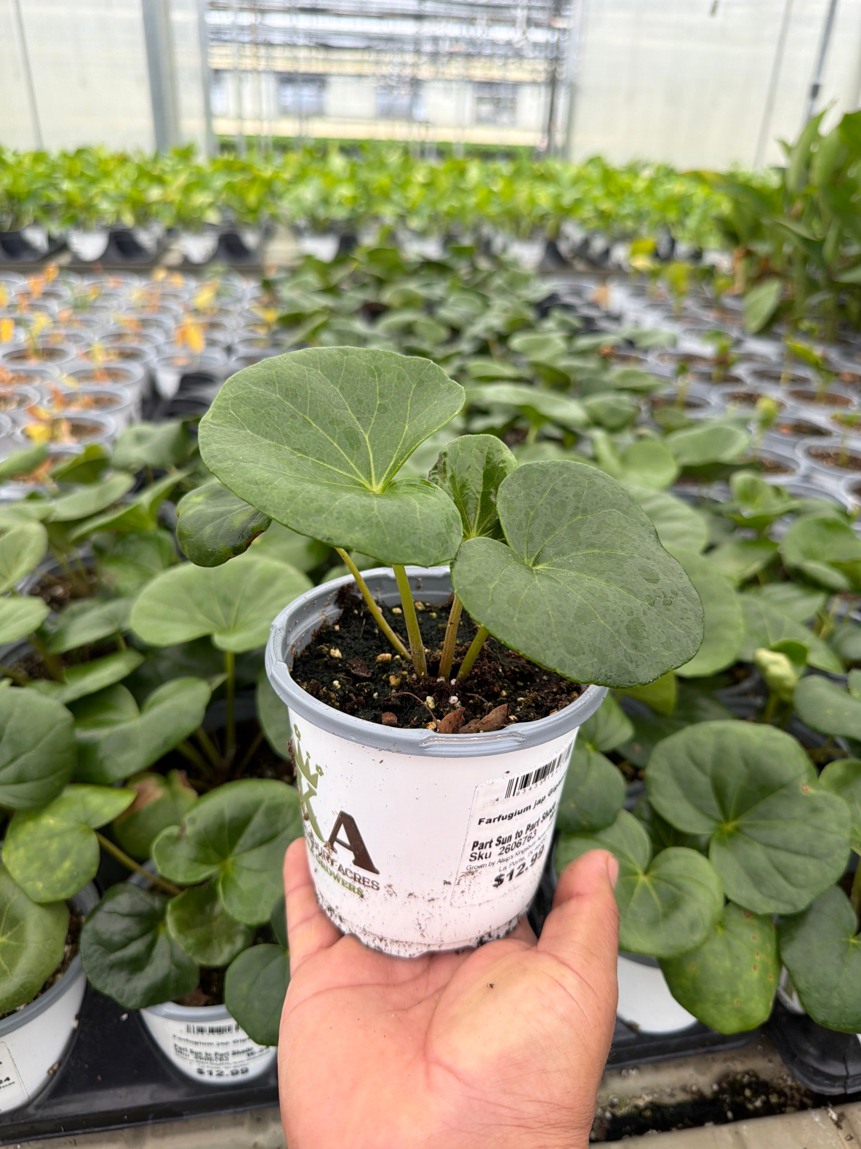 Giant Leopard Plant - Farfugium japonicum 'Giganteum' - 4" Pot