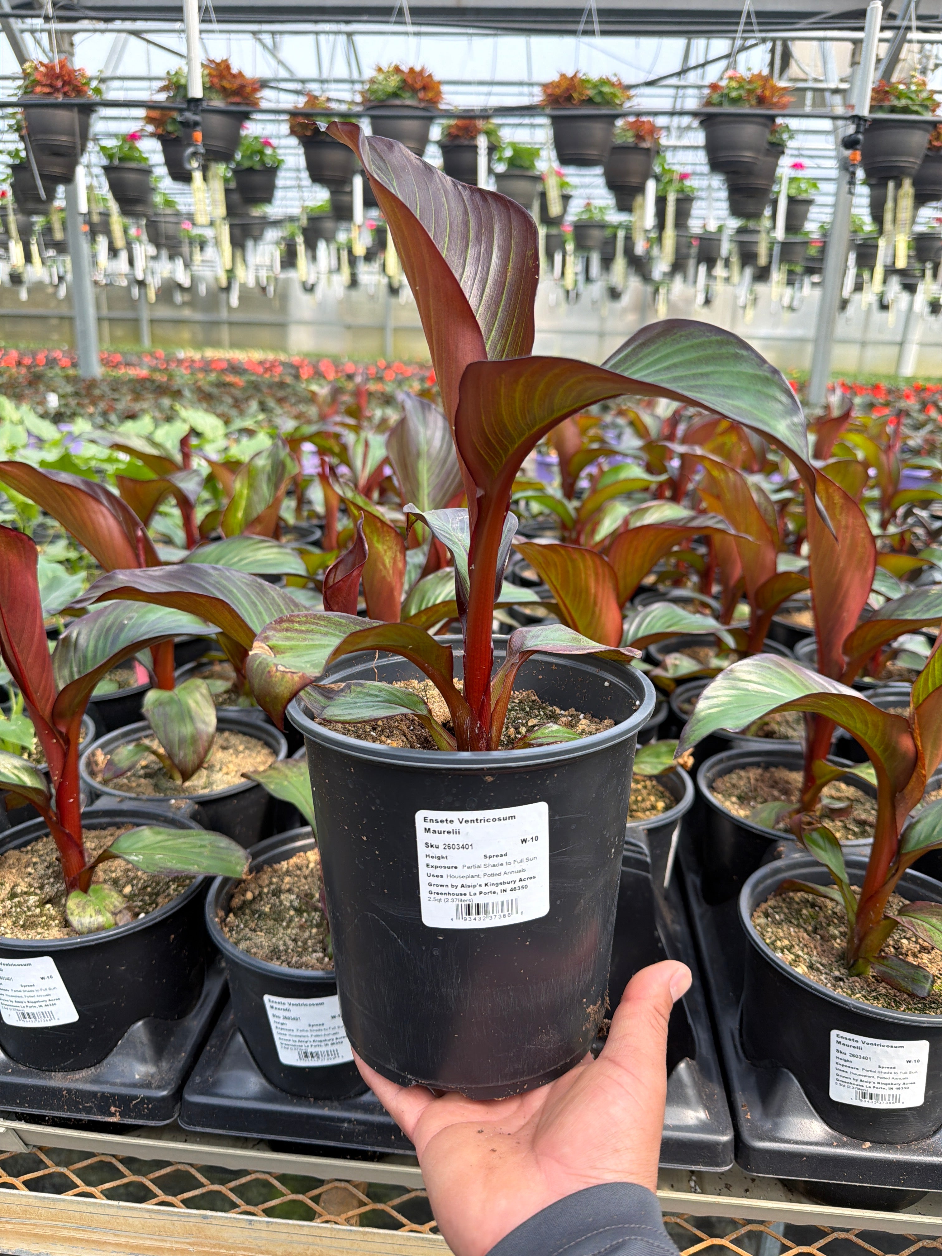 Ensete Ventricosum Maurelii
