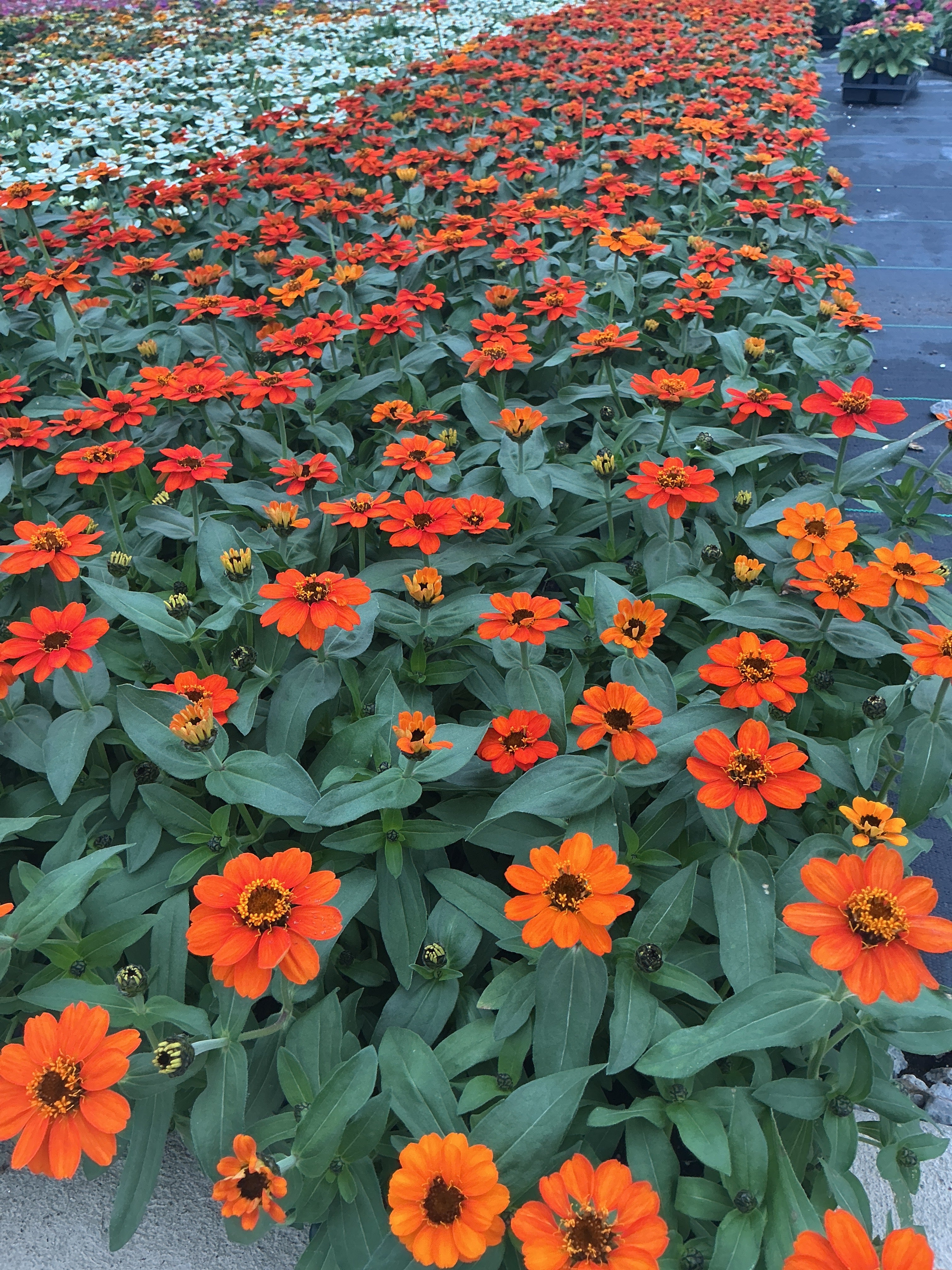 Zinnia Profusion Orange - 4 Pack Annual