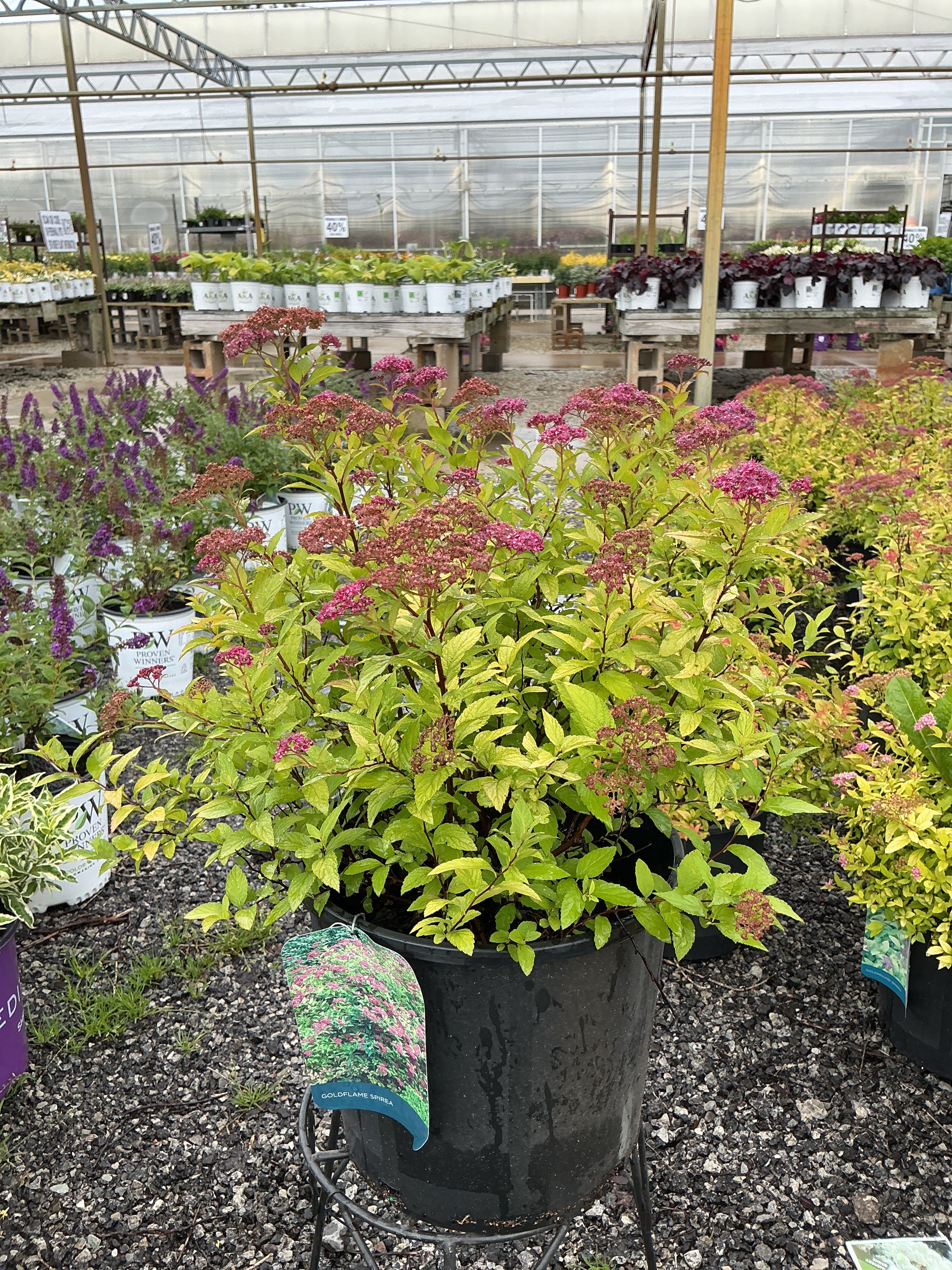 Spirea Goldflame Red