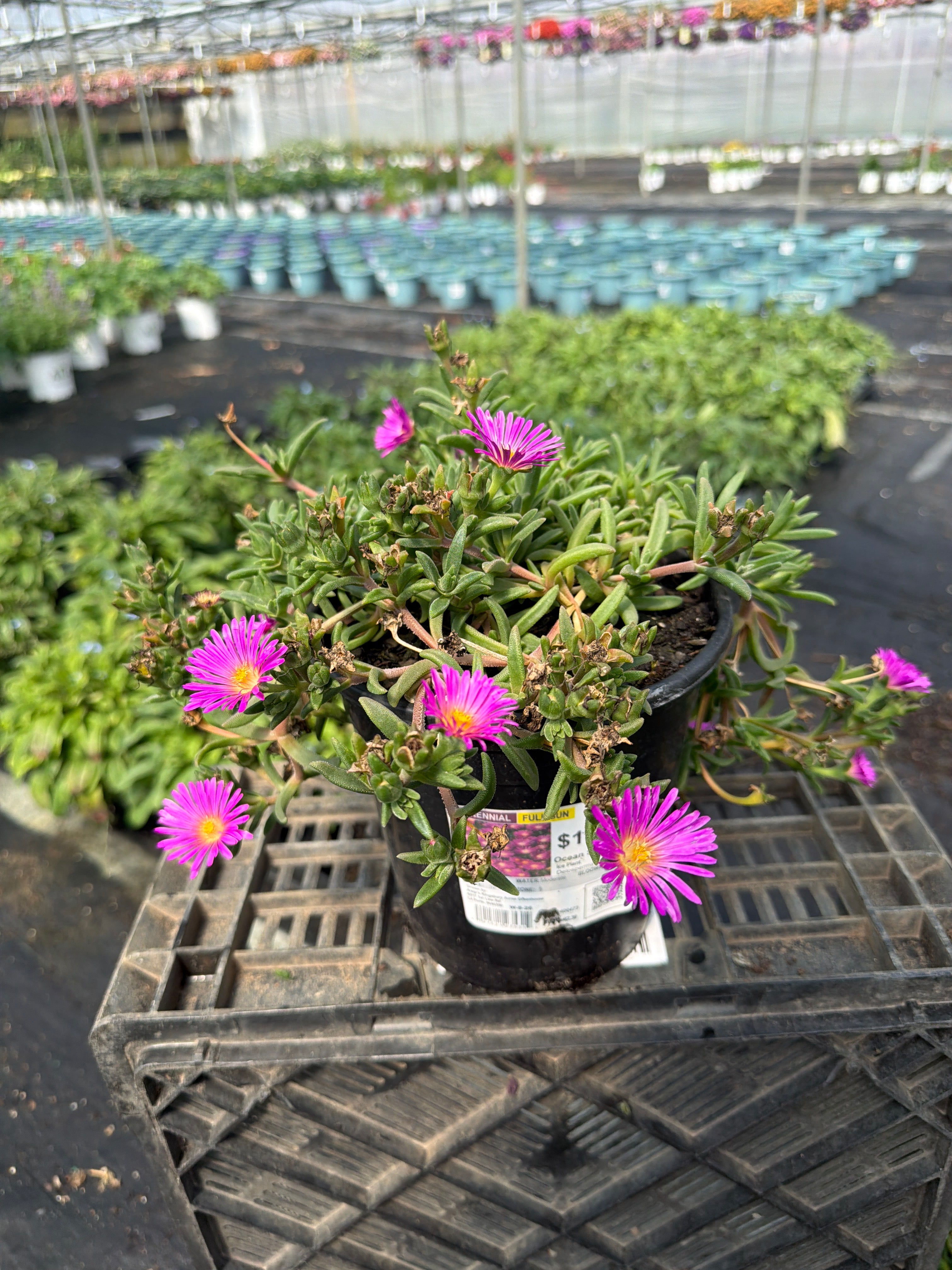 Delosperma Ice Plant Ocean Sunset Violet - 6" Perennial