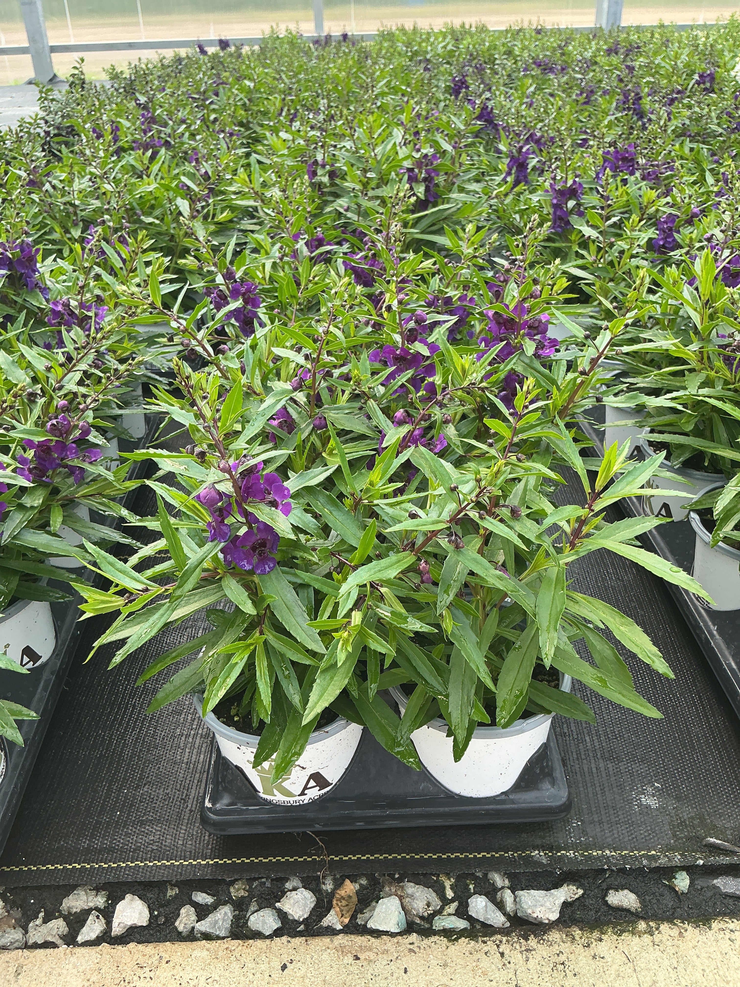 Angelonia ArchAngel Dark Purple - 4.33" Premium Annual