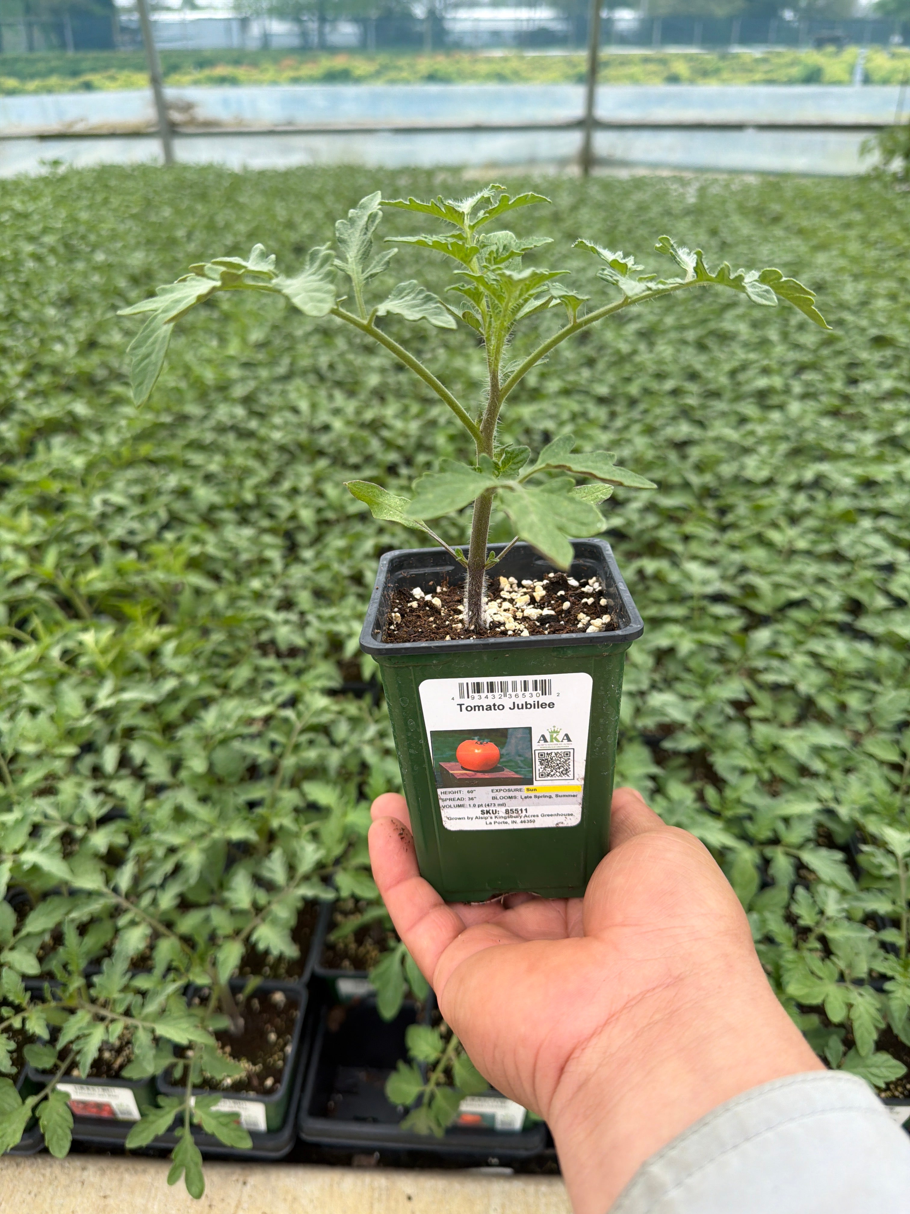 Tomato Jubilee - 4" Potted Vegetable