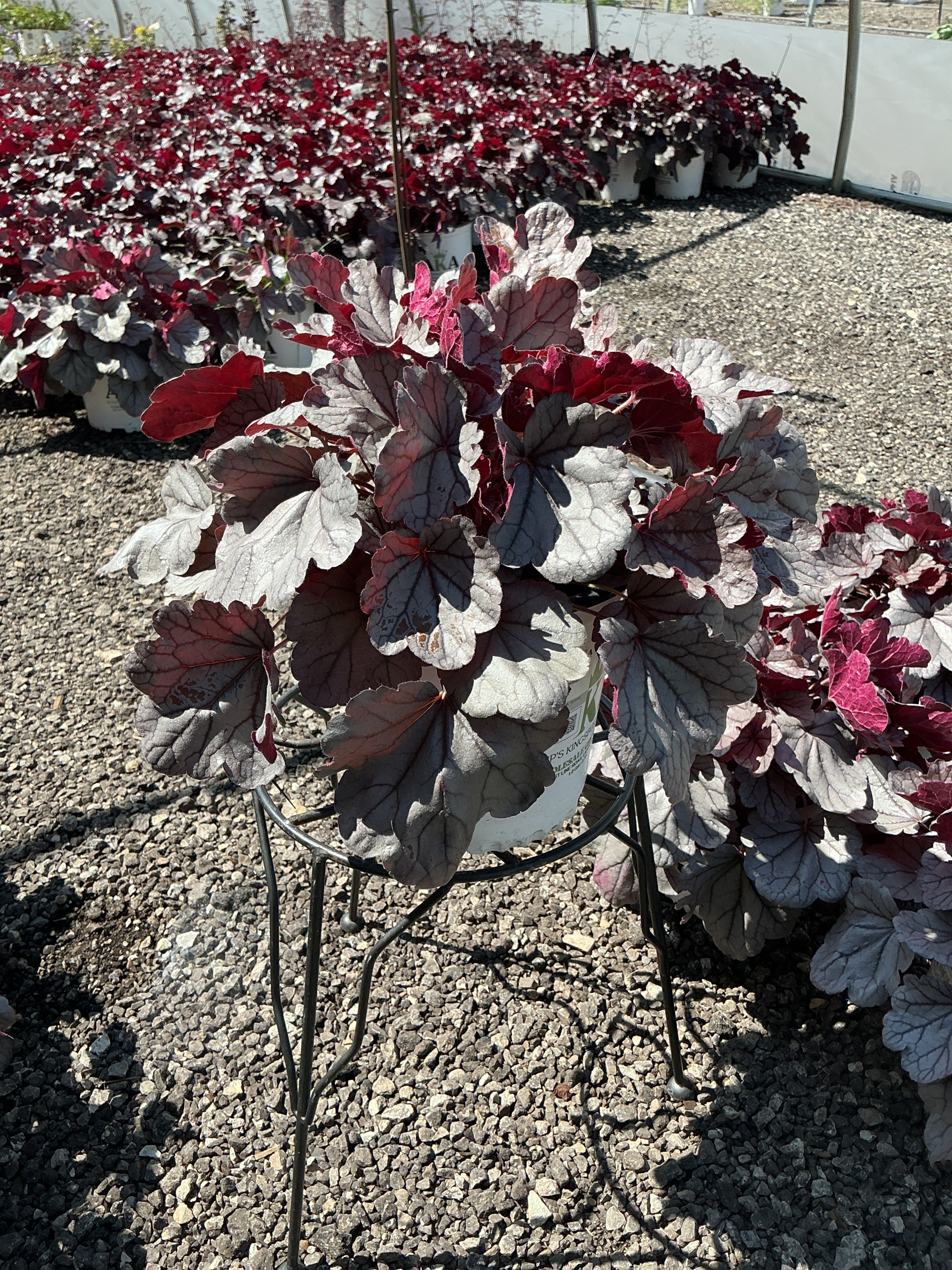 Heuchera Coral Bell Indian Summer Silverberry