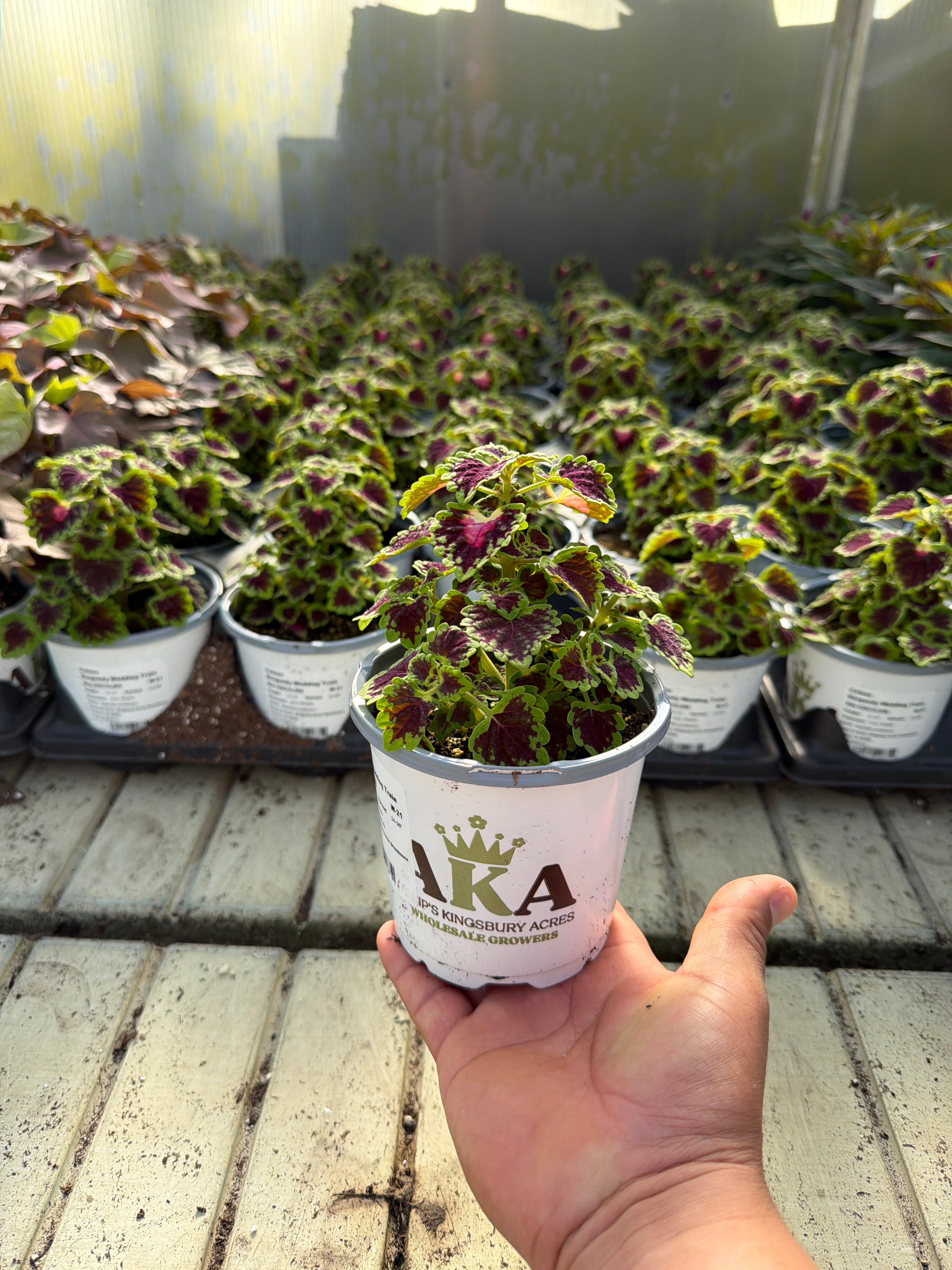 Coleus Burgundy Wedding Train - 4.33" Premium Annual