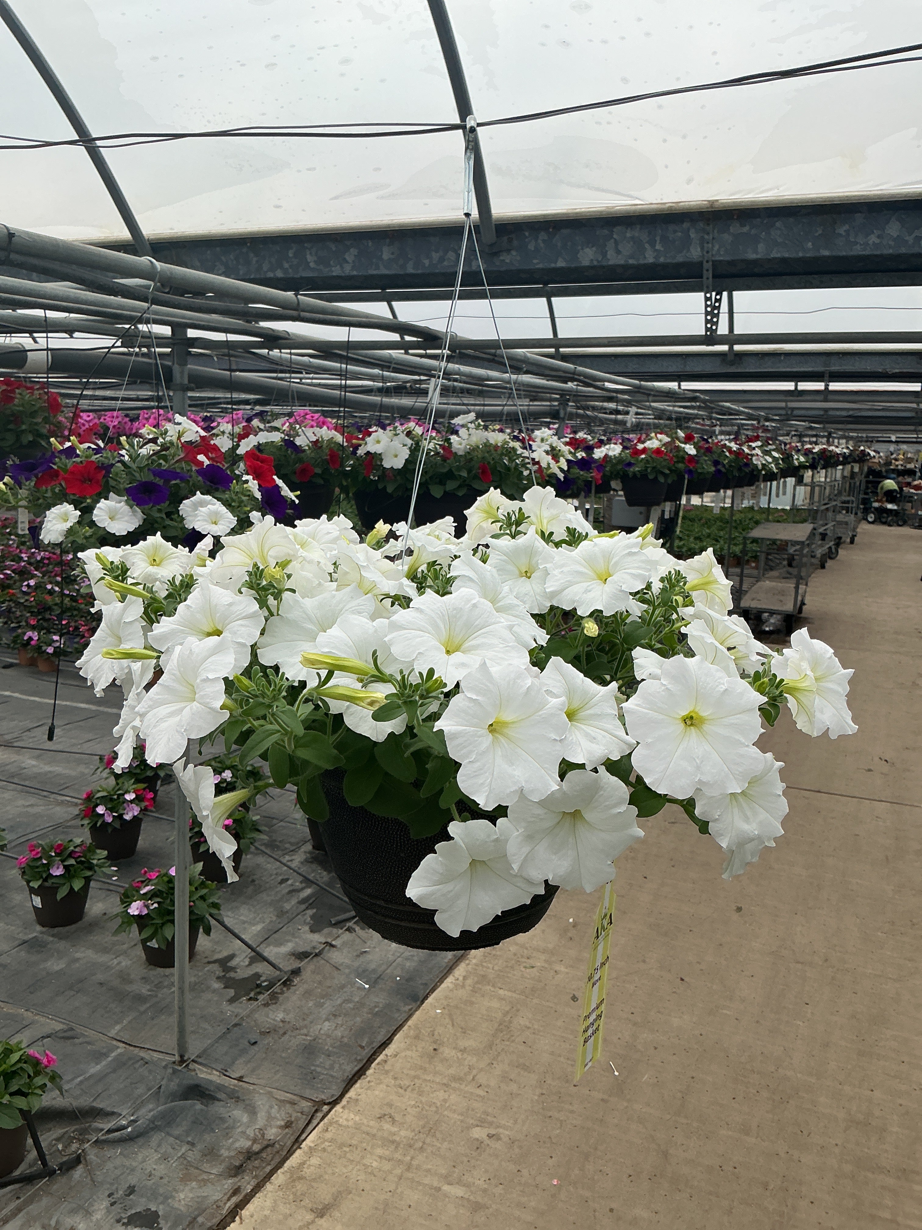 Petunia Easy Wave White - 11" Hanging Basket