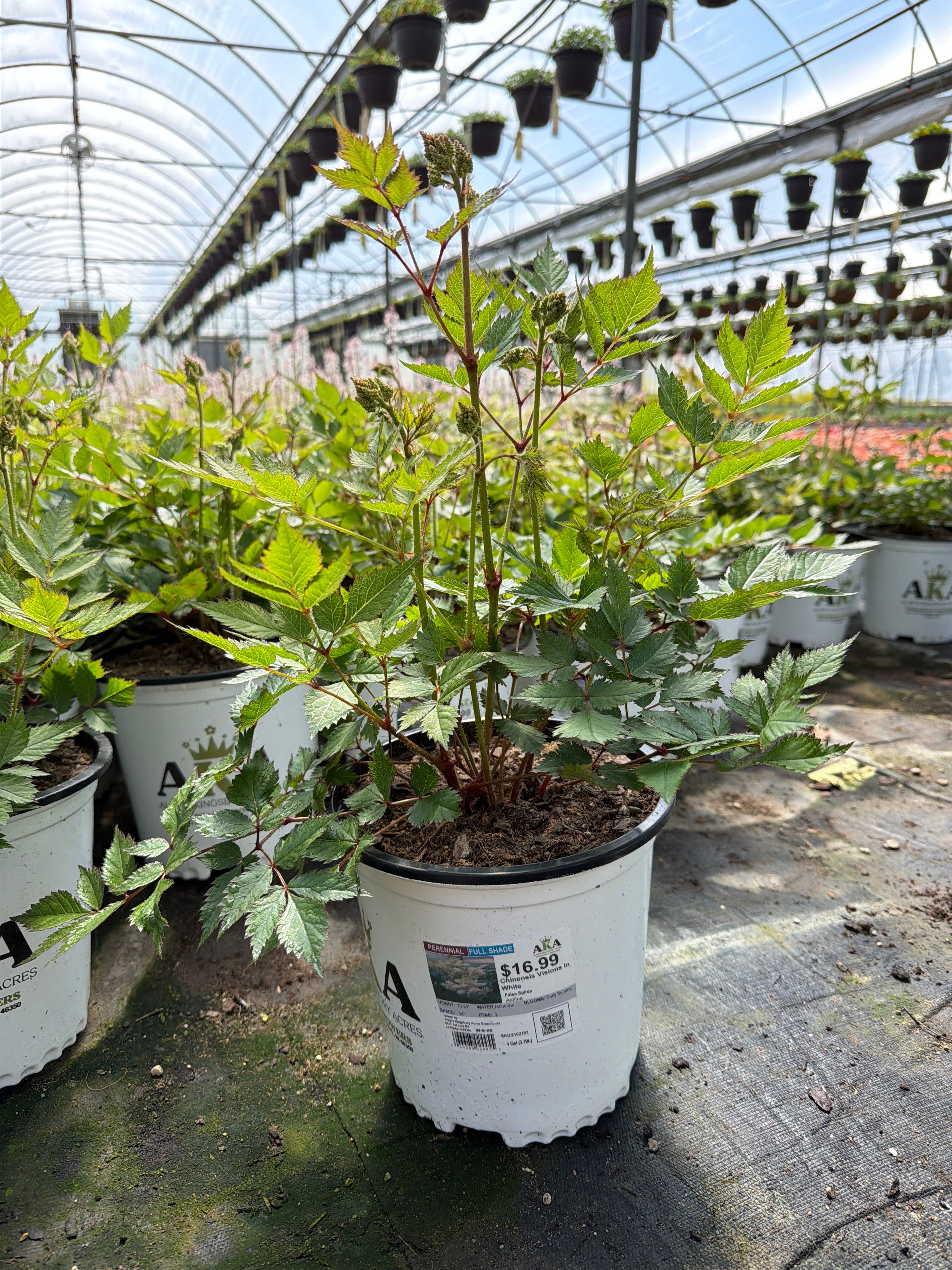 Astilbe False Spirea Chinensis Visions In White