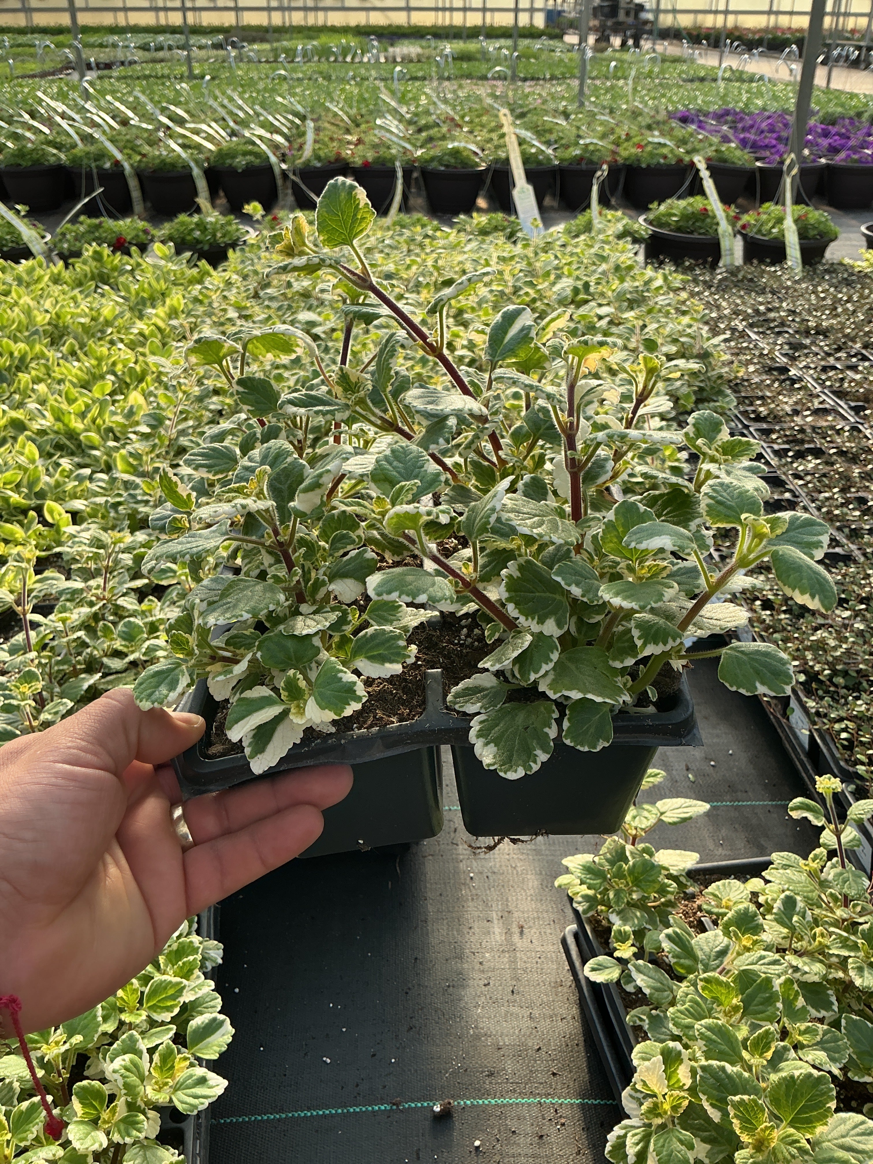 Plectranthus 'Variegata' - Jumbo 4 Pack Accents