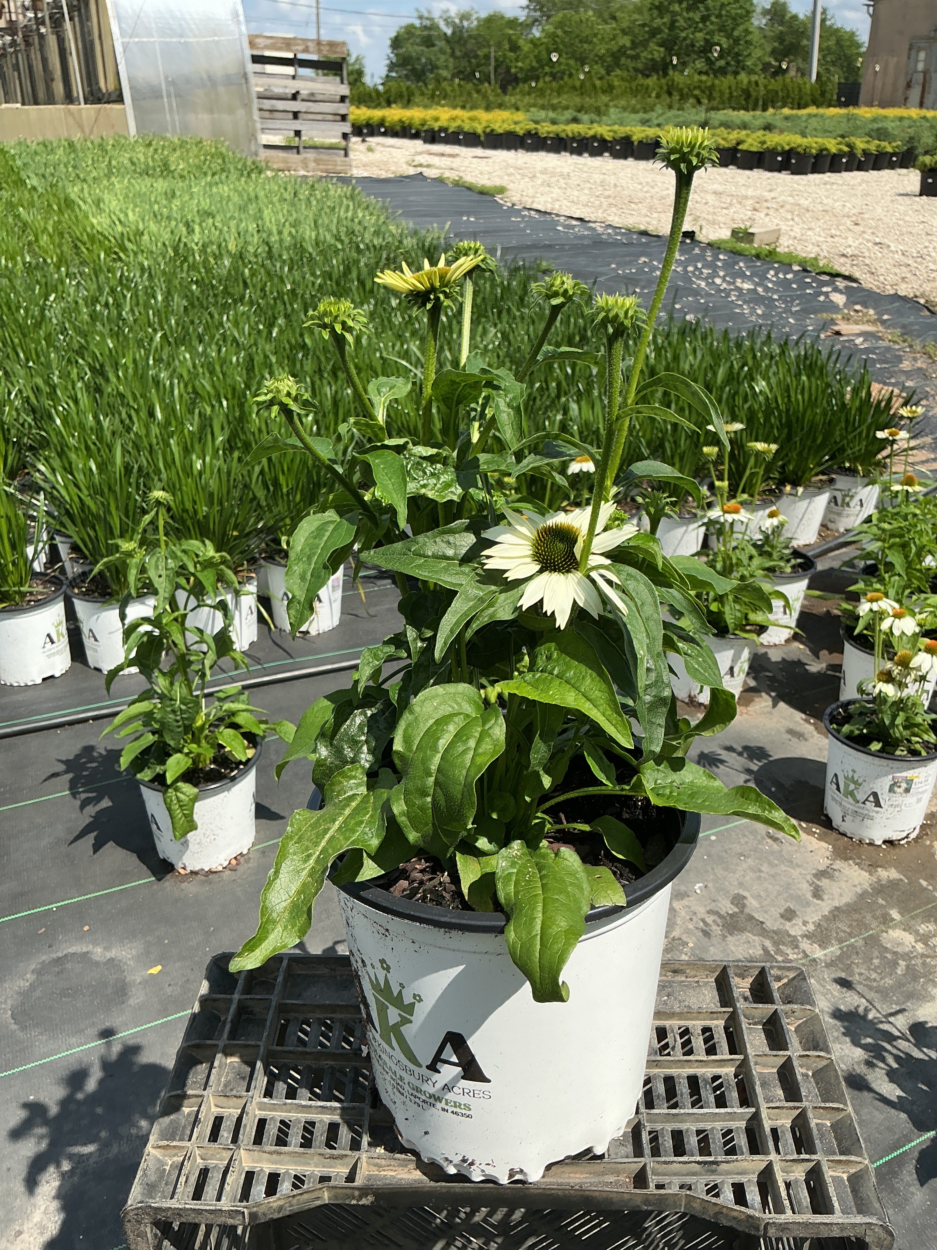Echinacea Coneflower Powwow White