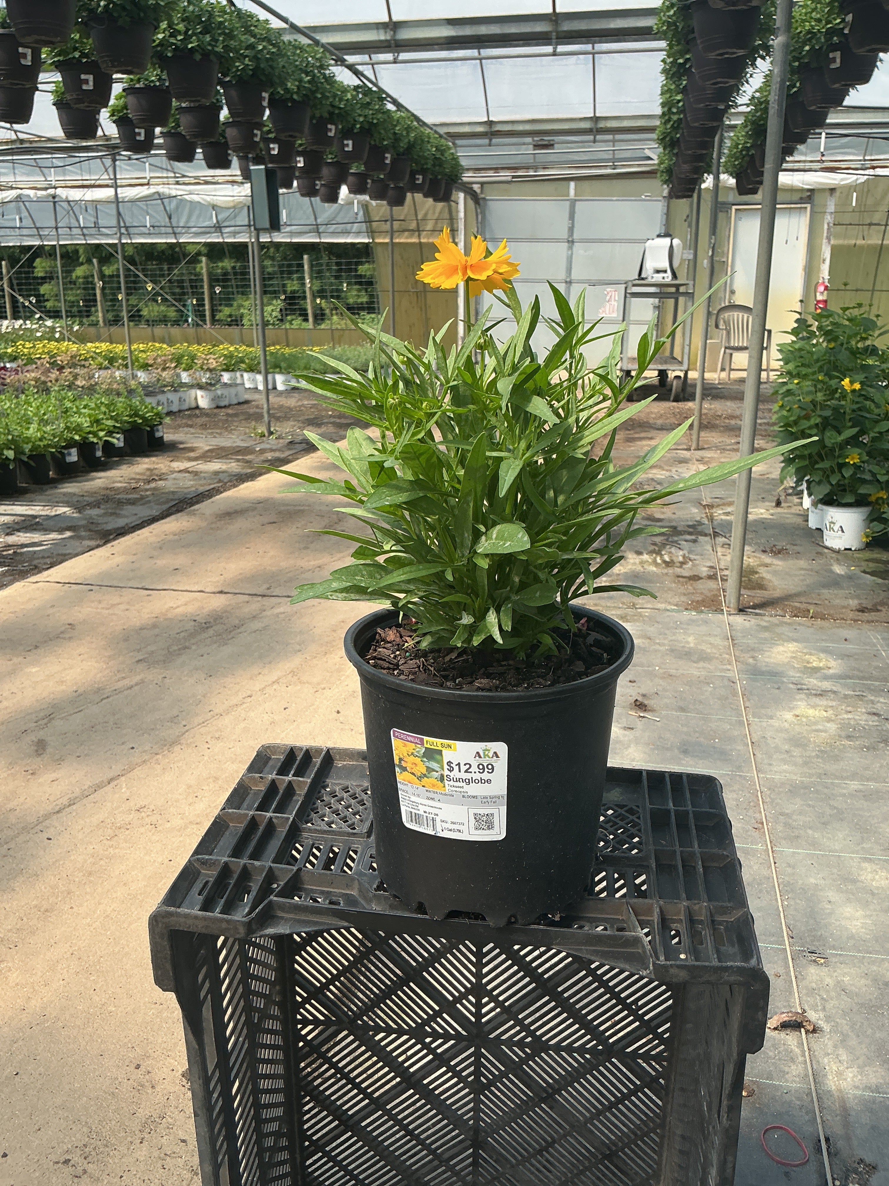 Coreopsis Tickseed Sunglobe