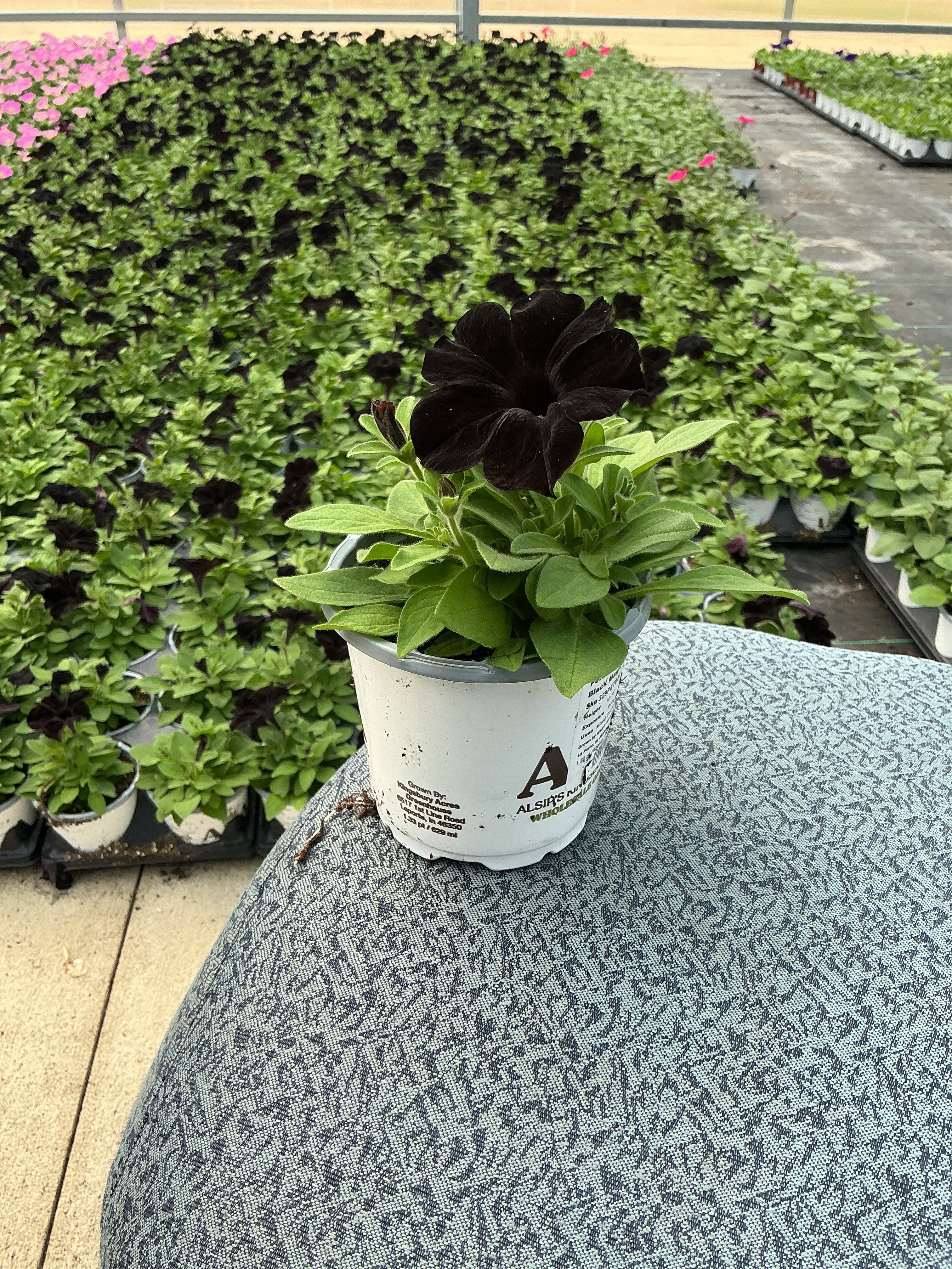 Petunia Slingshot Black Magic - 4.33" Premium Annual