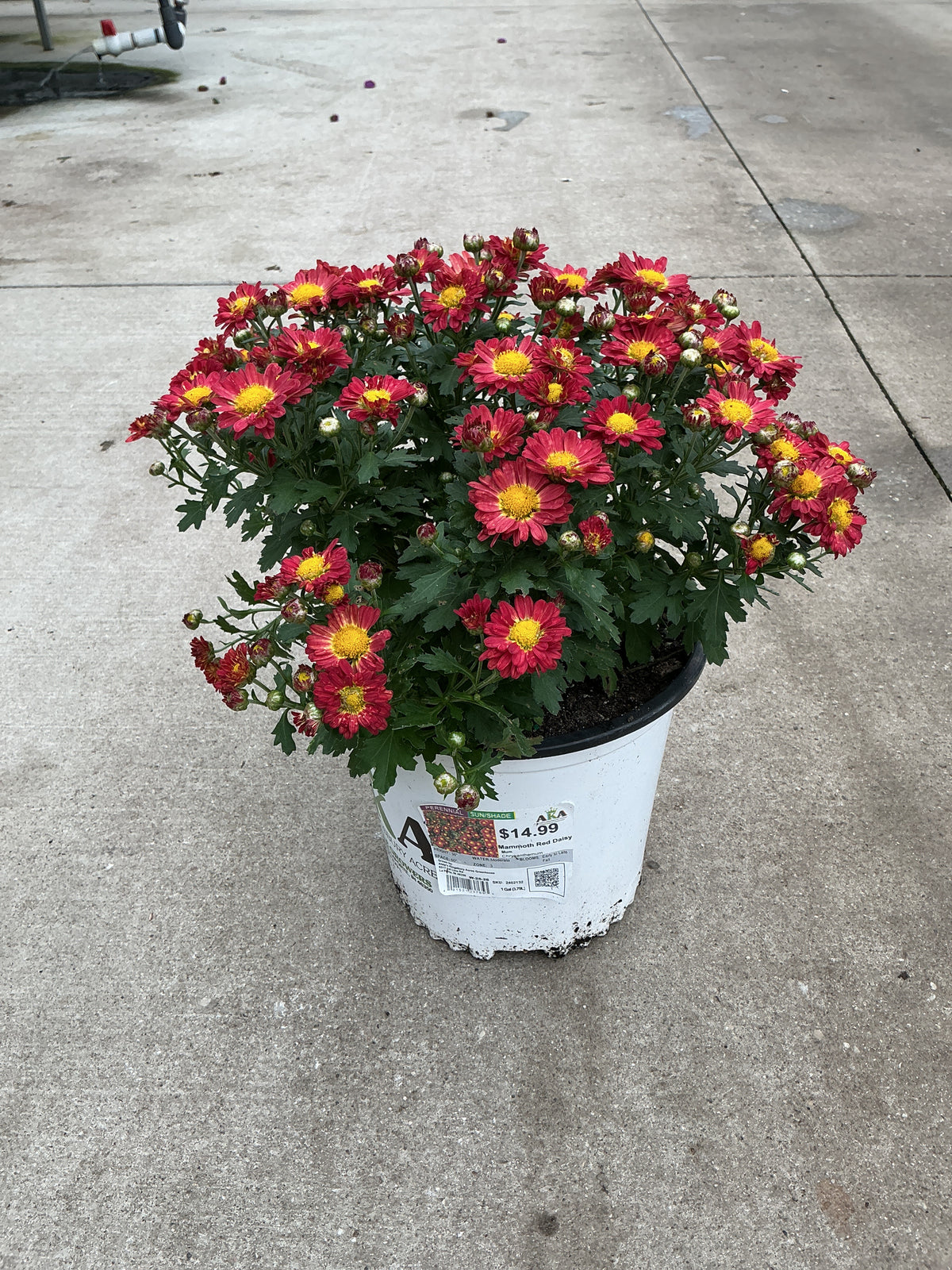 Chrysanthemum Mum Mammoth Red Daisy