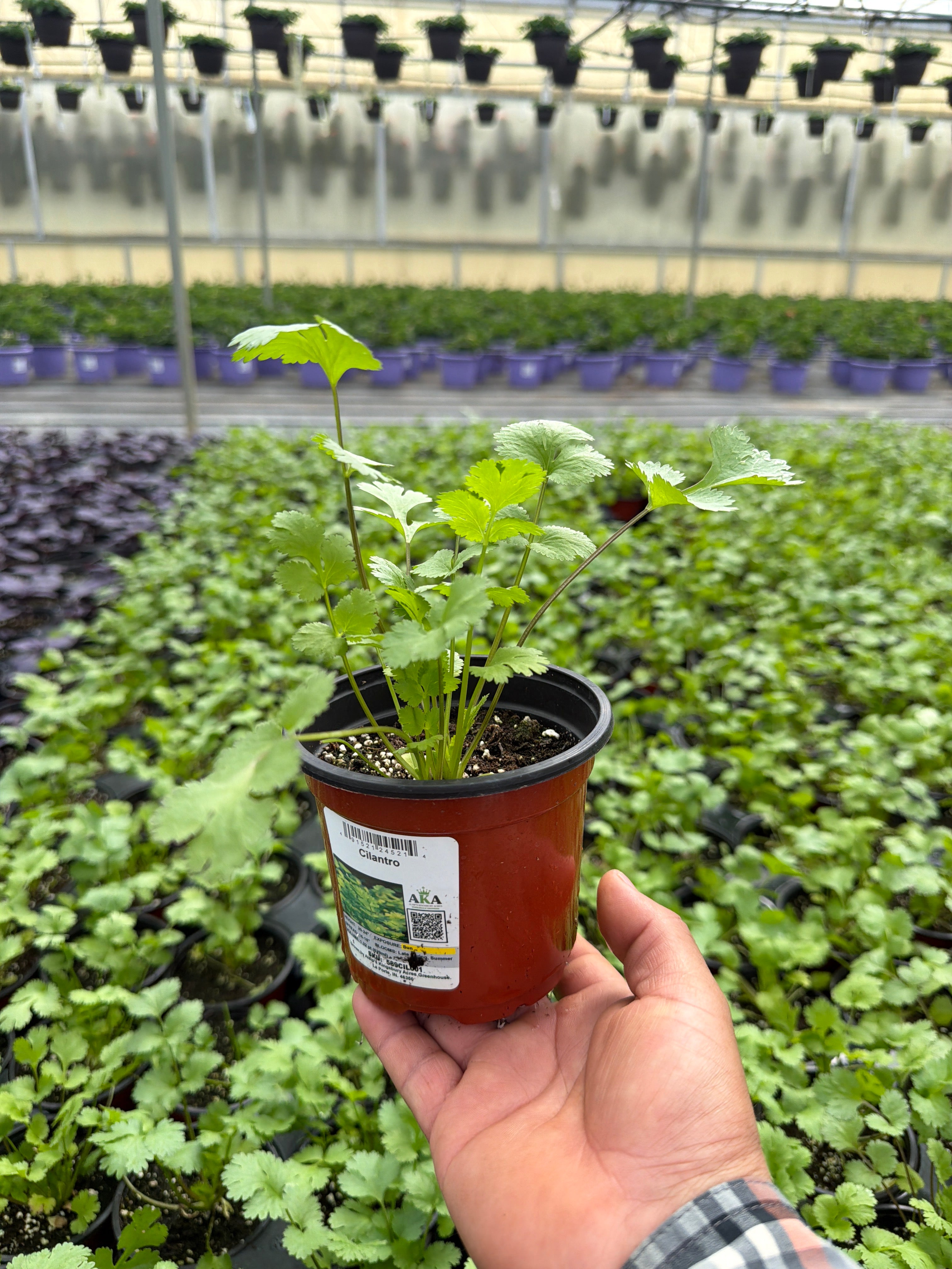 Cilantro sativum Santo - 4.33" Potted Herb