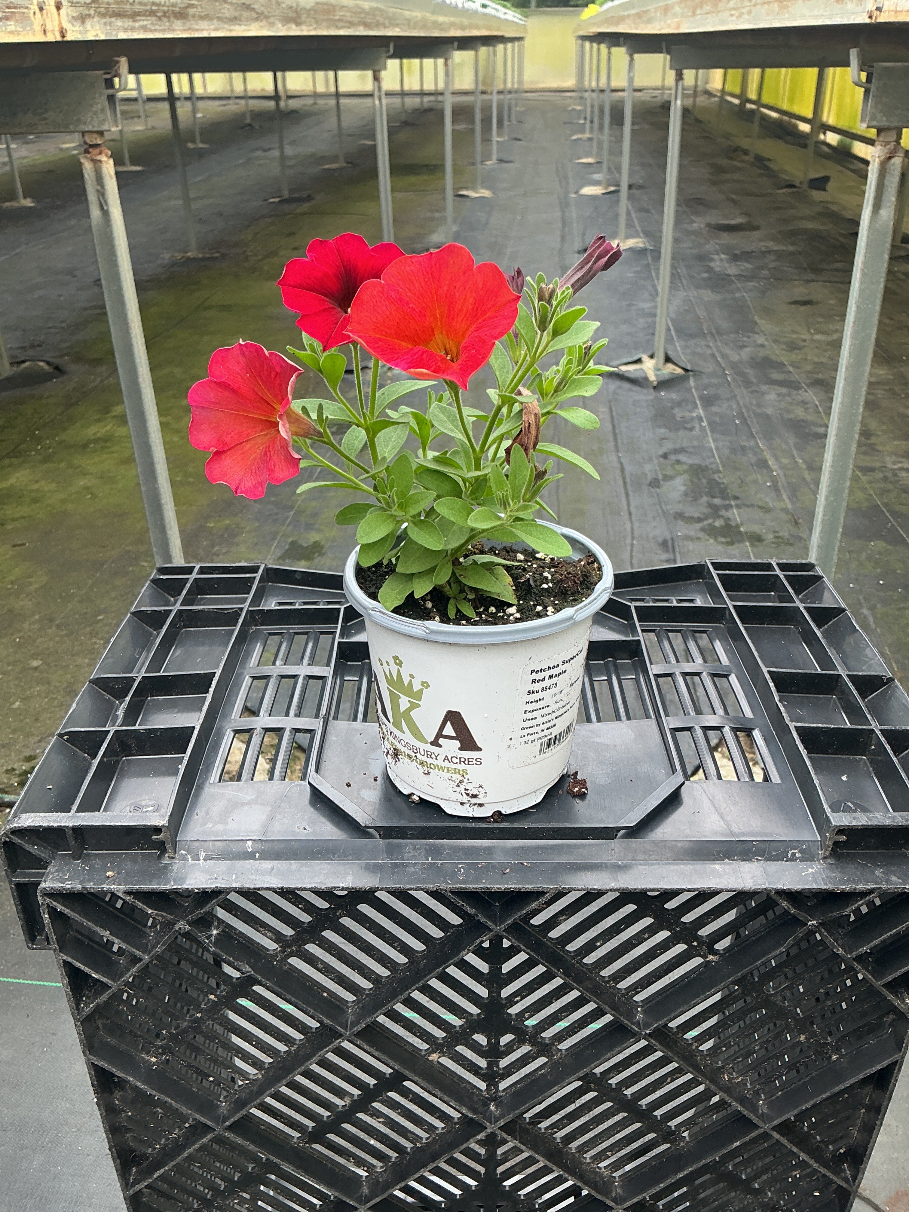 SuperCal Premium Red Maple Petchoa - 4.33" Premium Annual