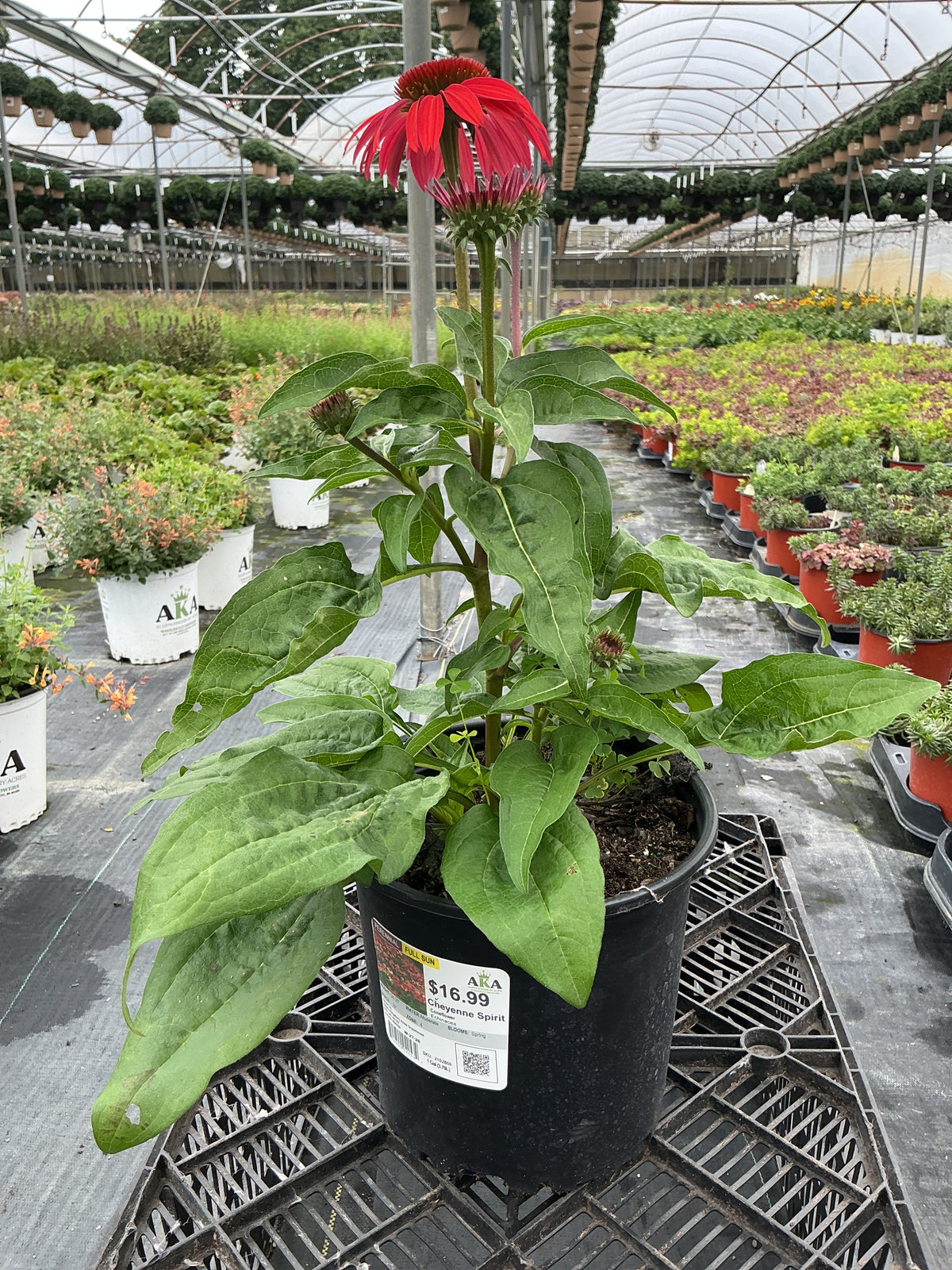 Echinacea Coneflower Cheyenne Spirit
