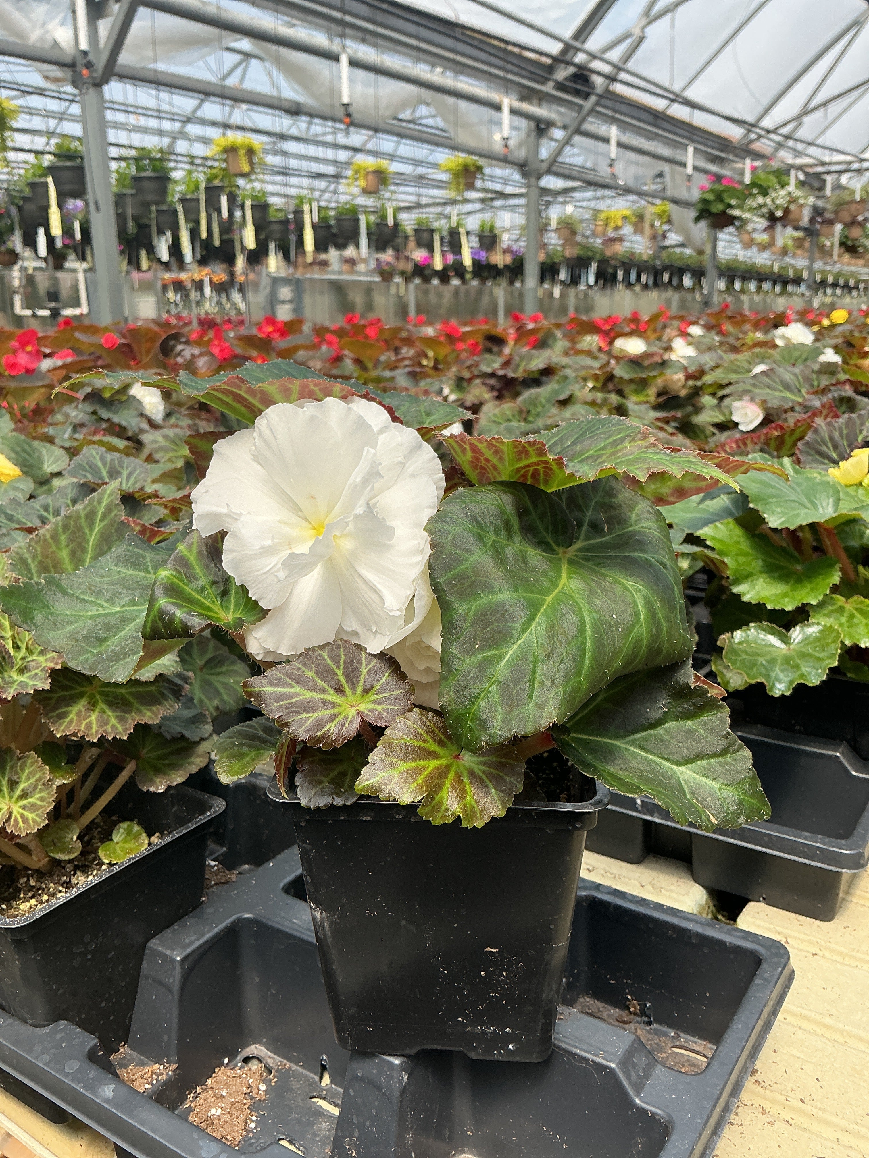 Begonia Nonstop Mocca White - 4.5" Potted Begonia