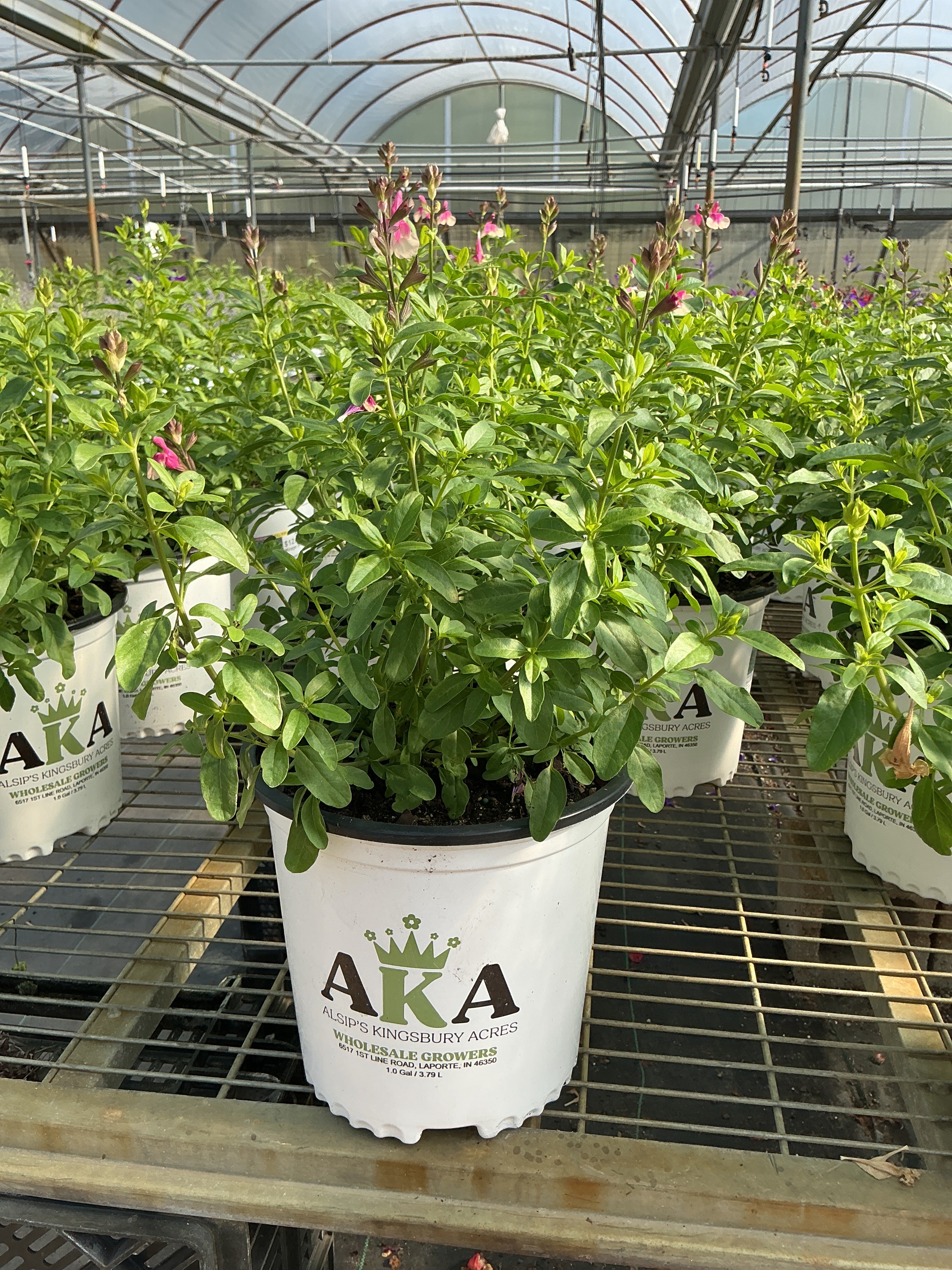 Salvia Sage Mirage Rose Bicolor