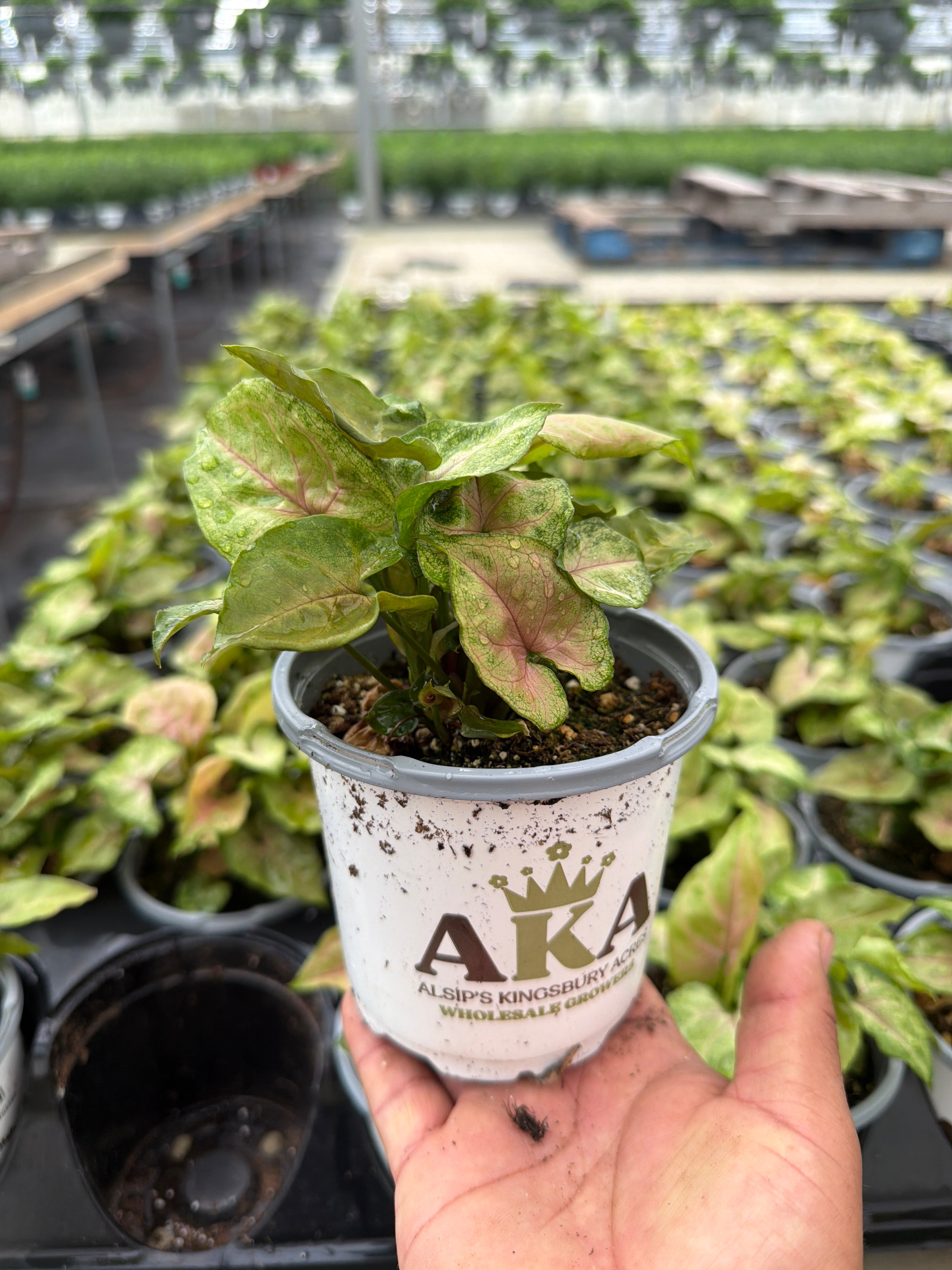 Syngonium Allusion Maria - syngonium podophyllum - 4" Pot
