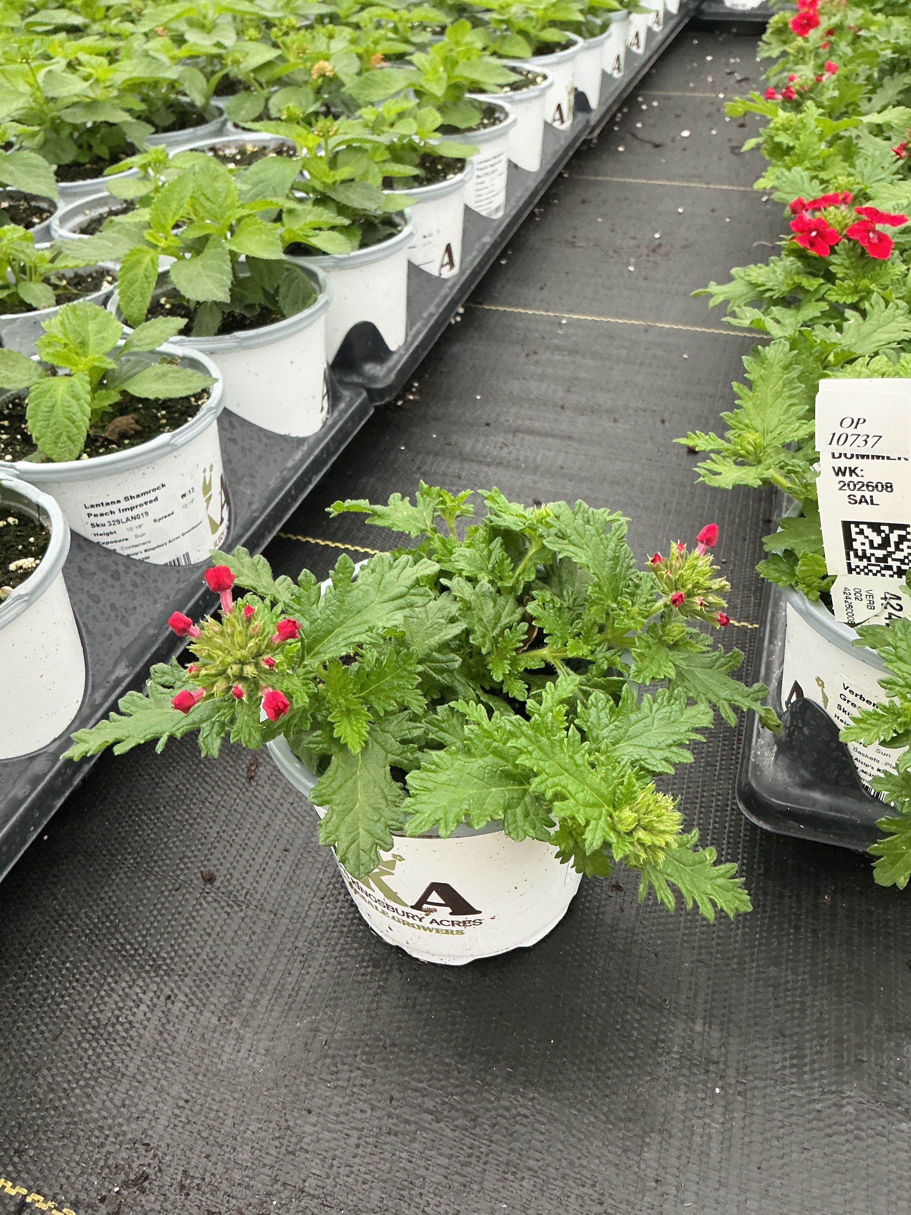 Verbena Empress Flair Red - 4.33" Premium Annual