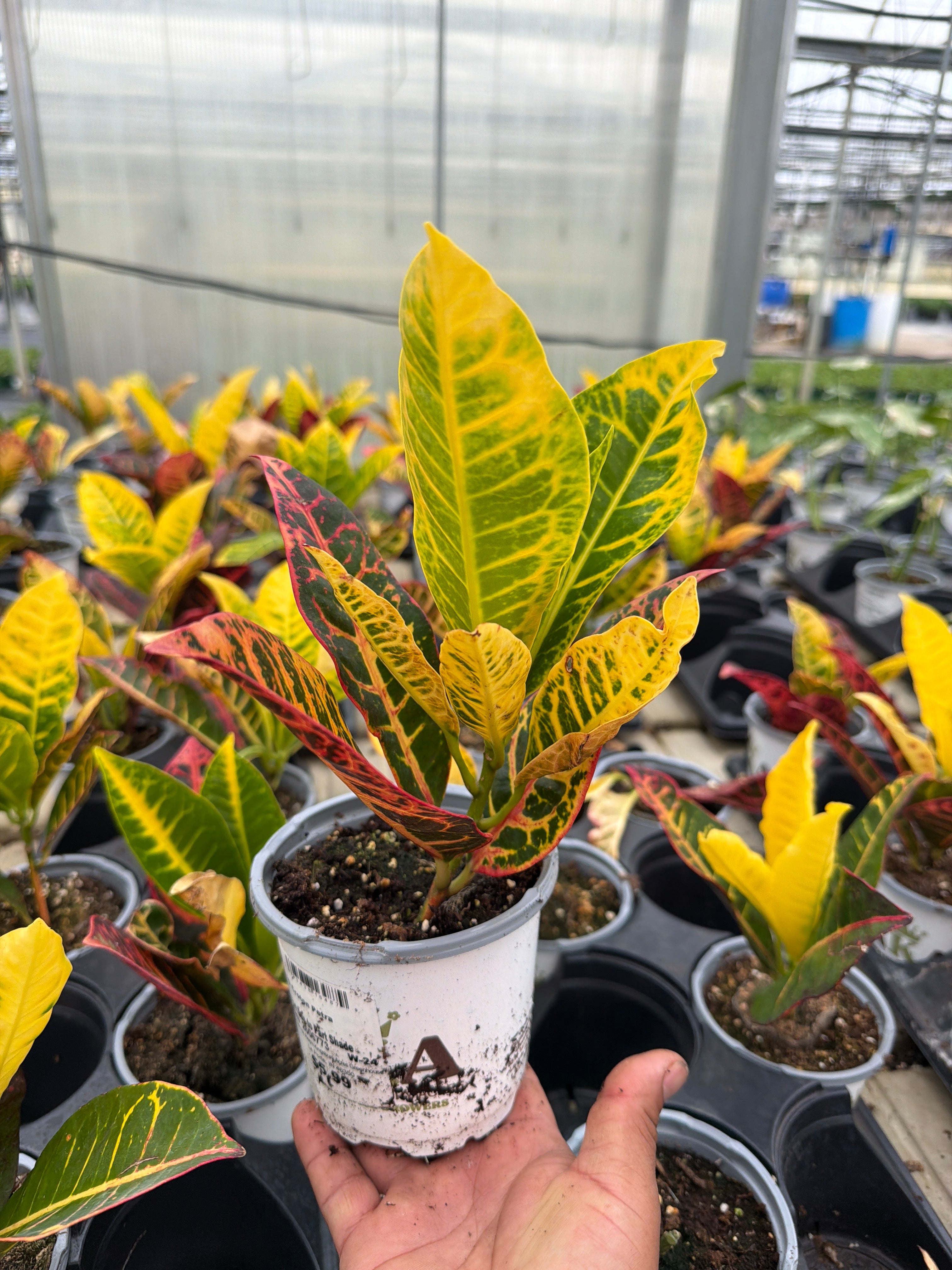Petra Variegated Croton - Codiaeum variegatum - 4" Pot