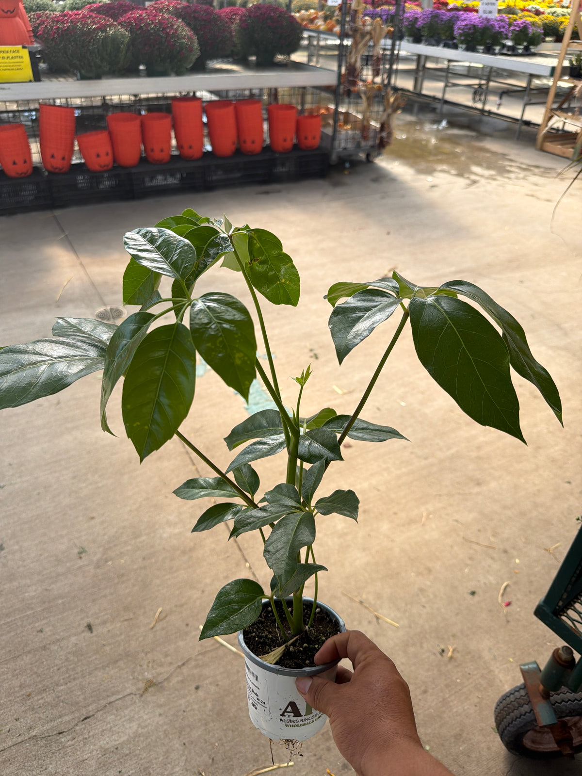 Dwarf Umbrella Tree - Schefflera Amate - 4" Pot