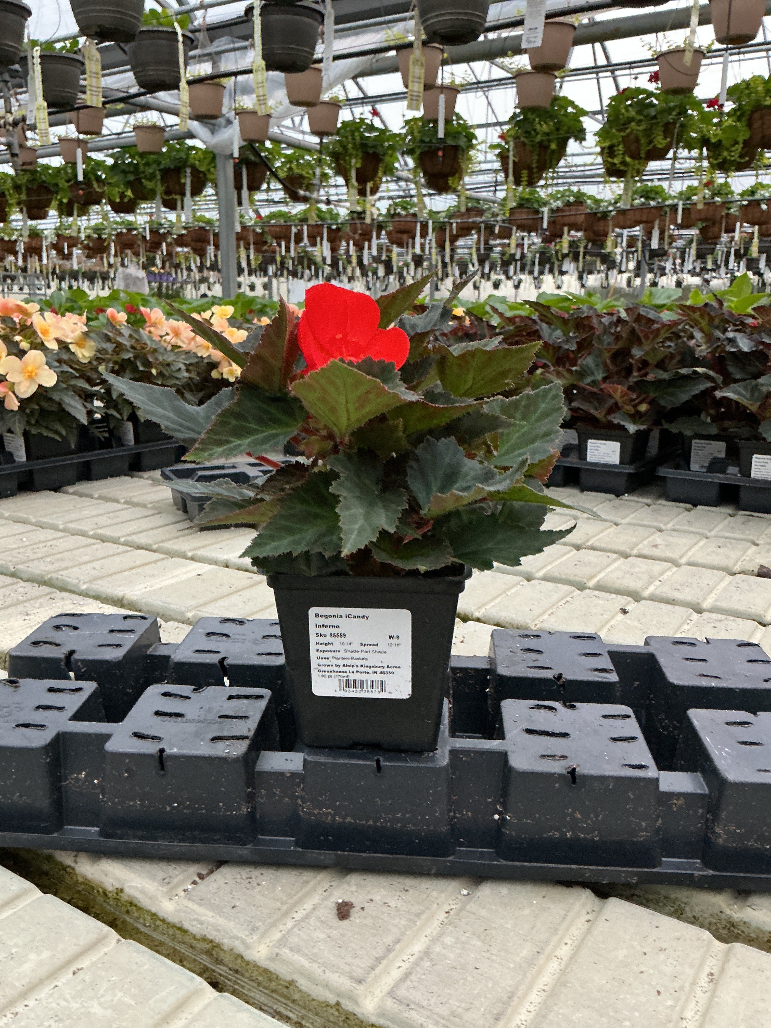 Begonia iCandy Inferno - 4.5" Potted Begonia