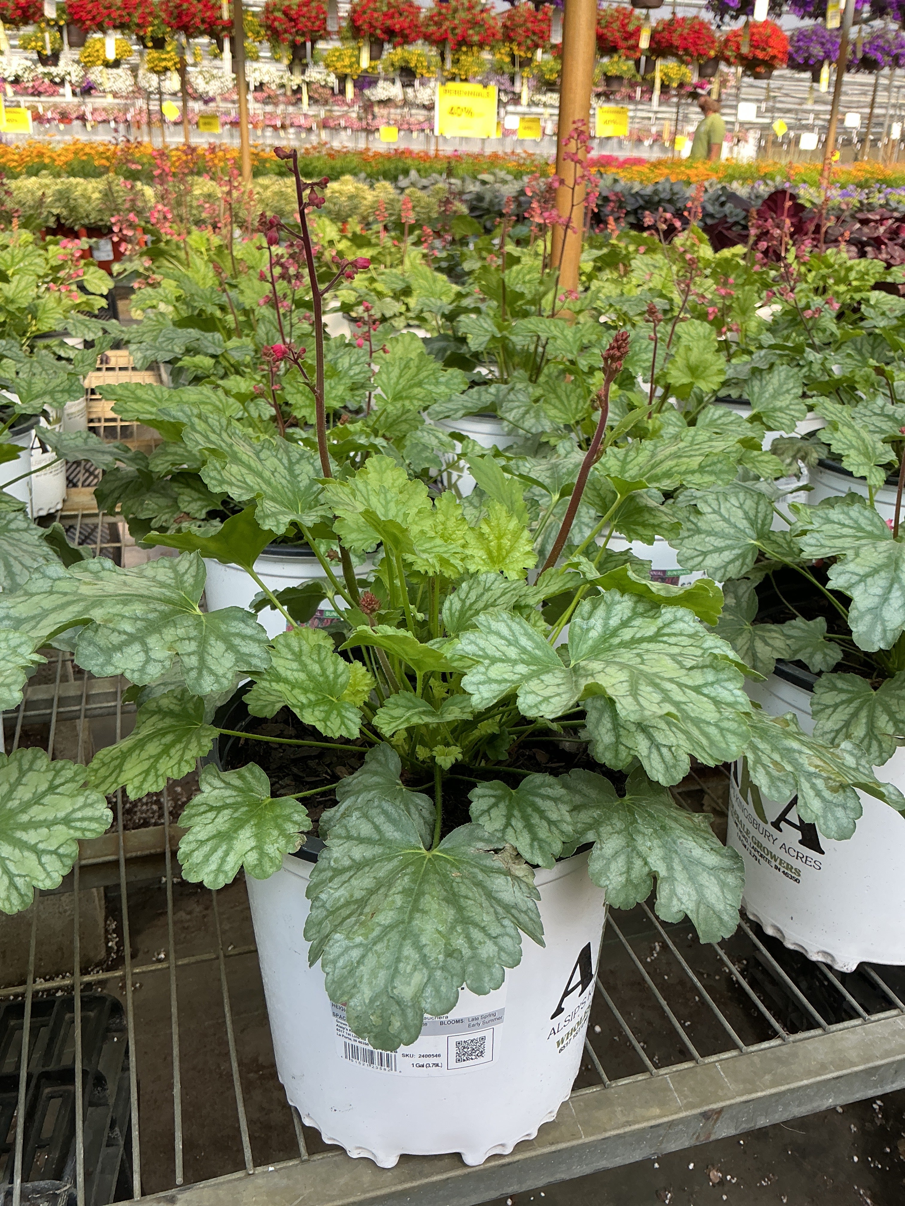 Heuchera Coral Bell Paris