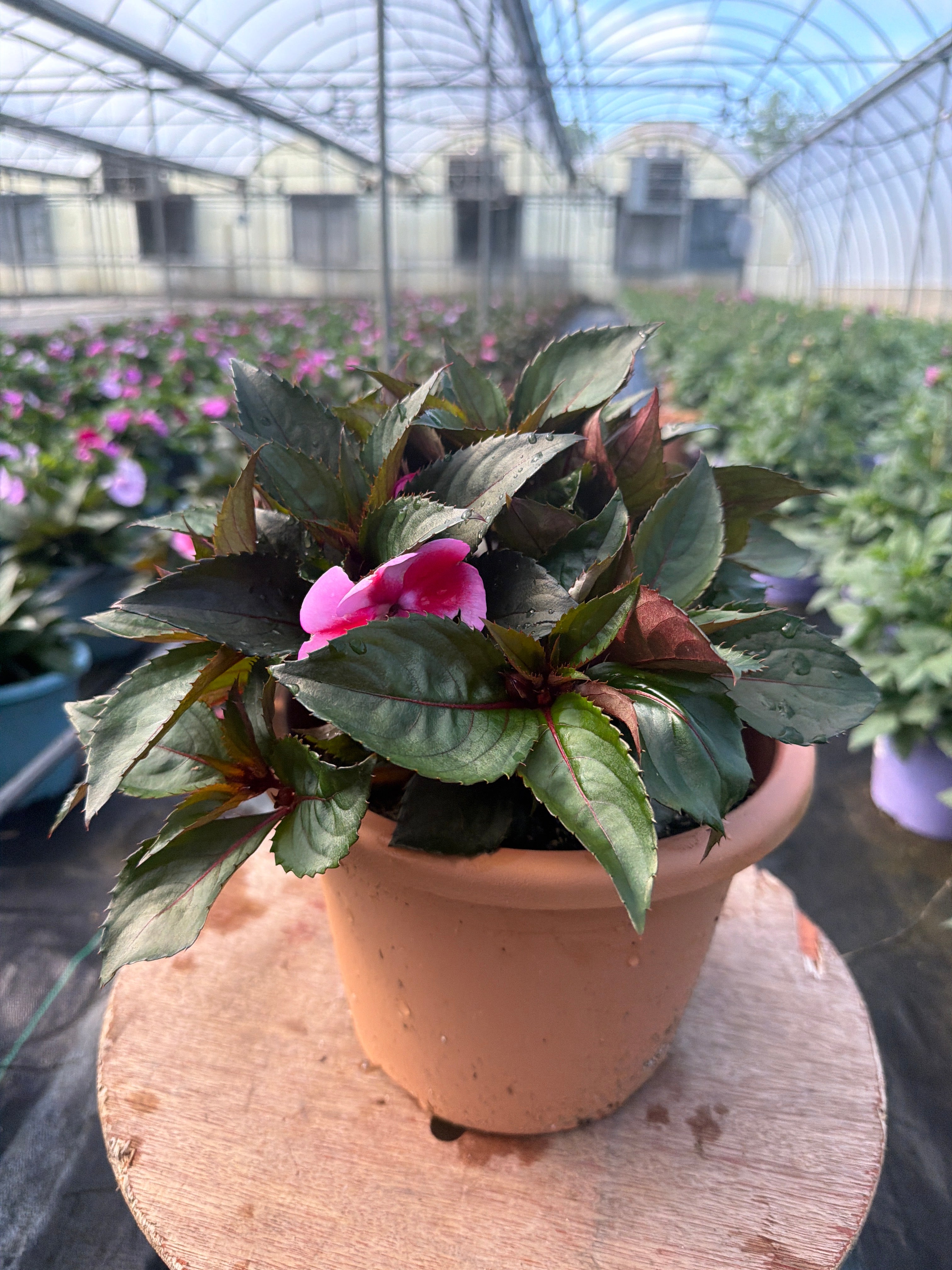 SunPatiens Red Candy - 8" Planter