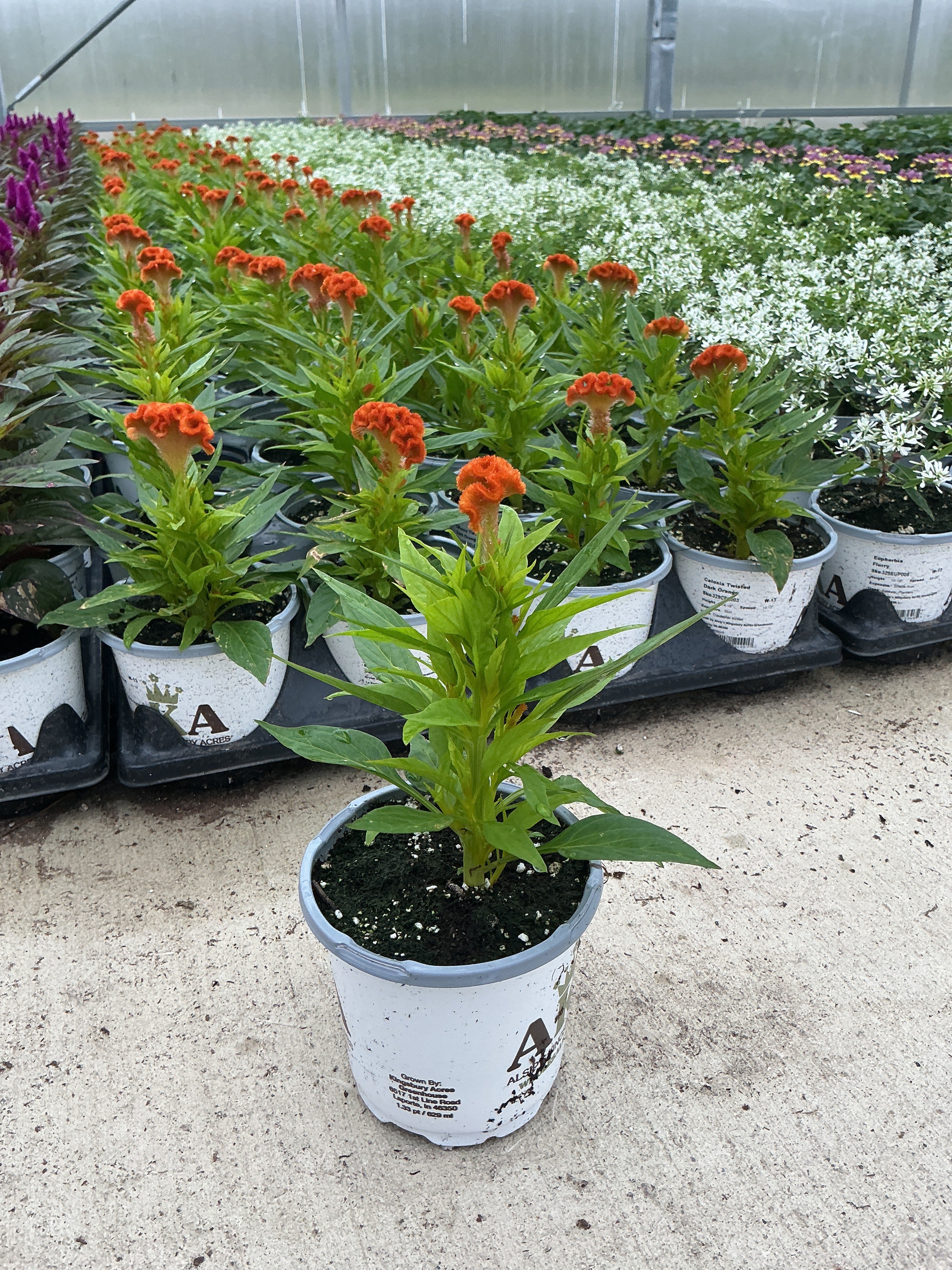 Celosia Twisted Dark Orange - 4.33" Premium Annual
