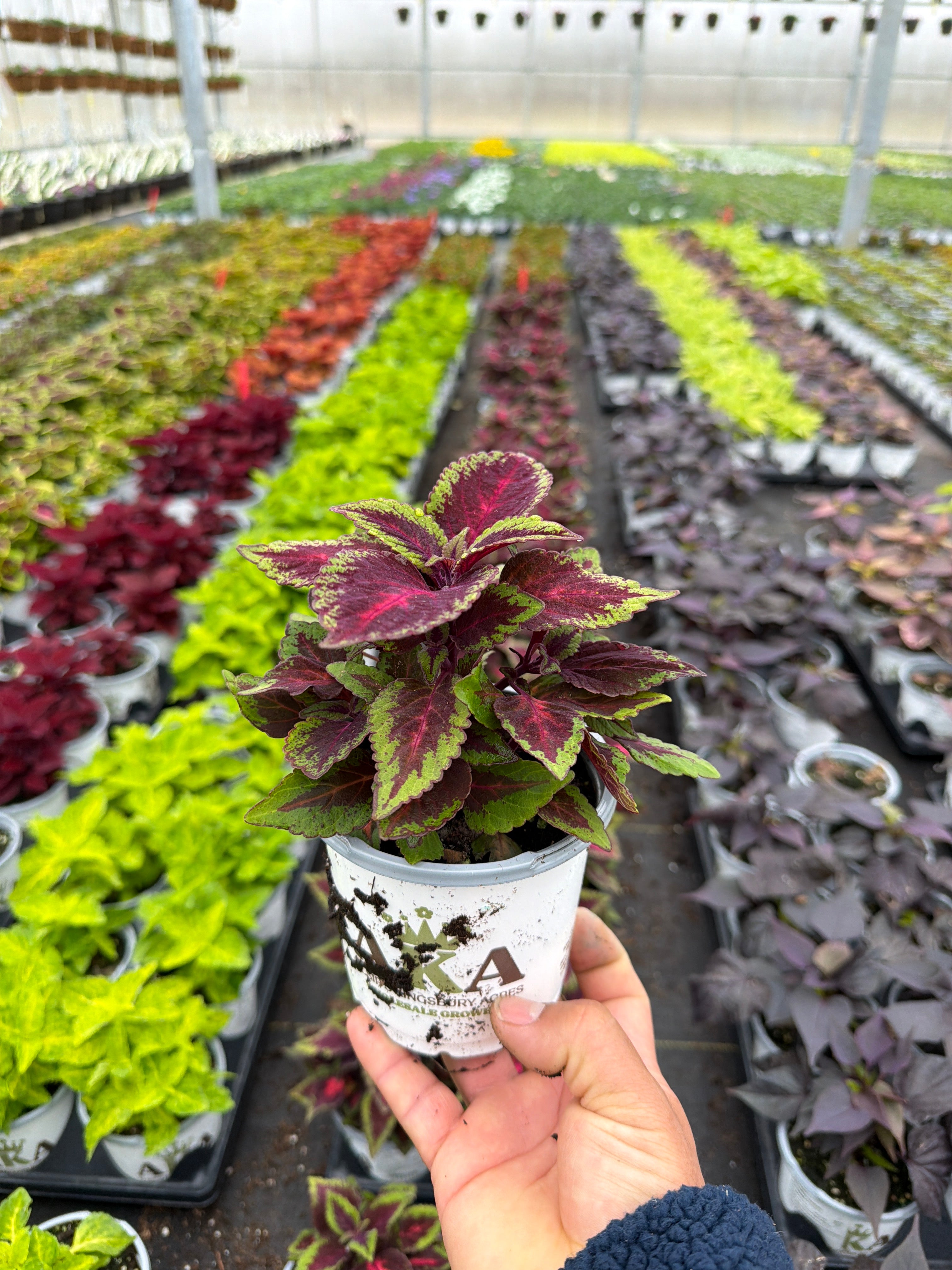 Coleus Ruby Road - 4.33" Premium Annual
