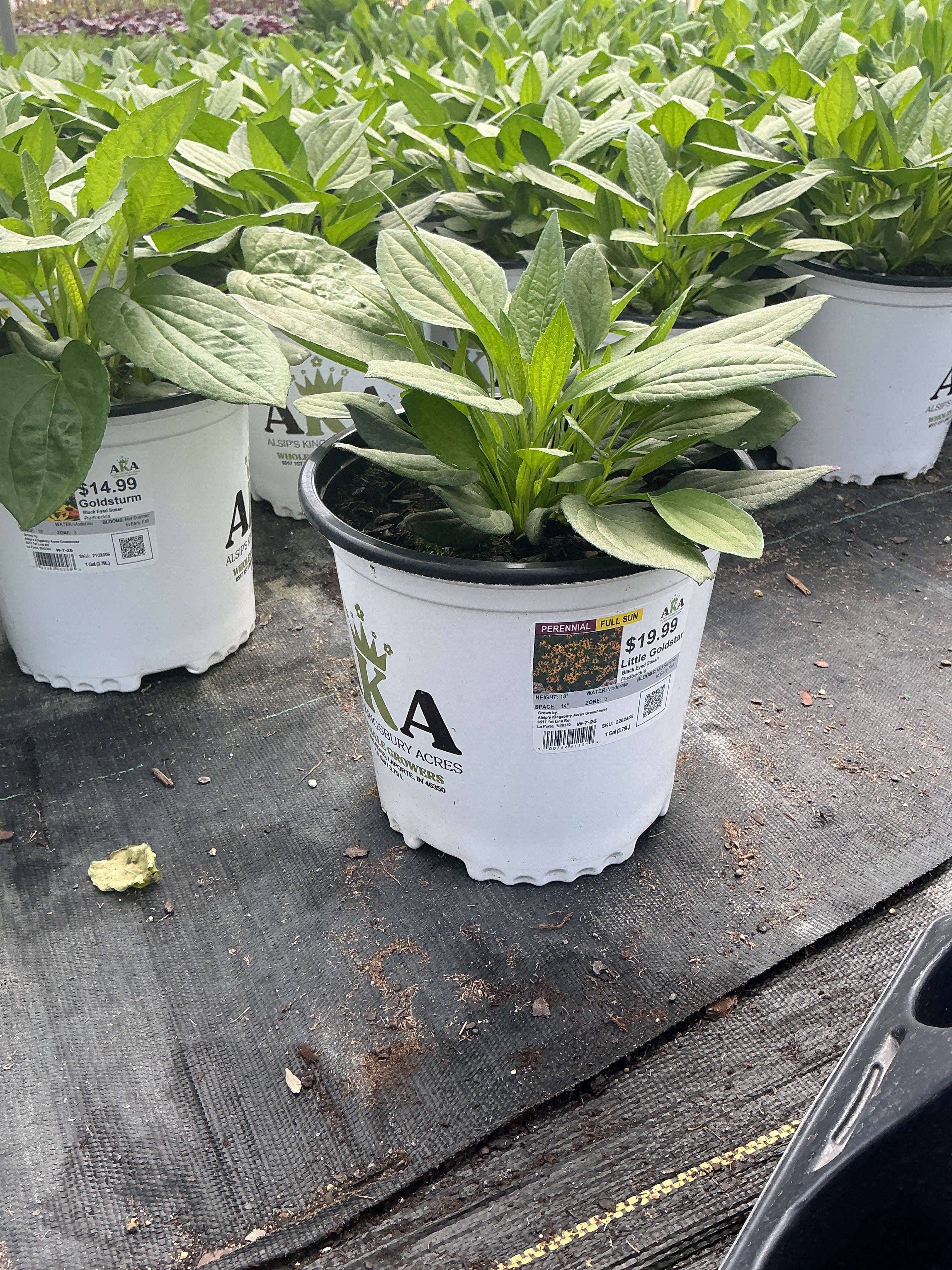 Rudbeckia Black Eyed Susan Little Goldstar