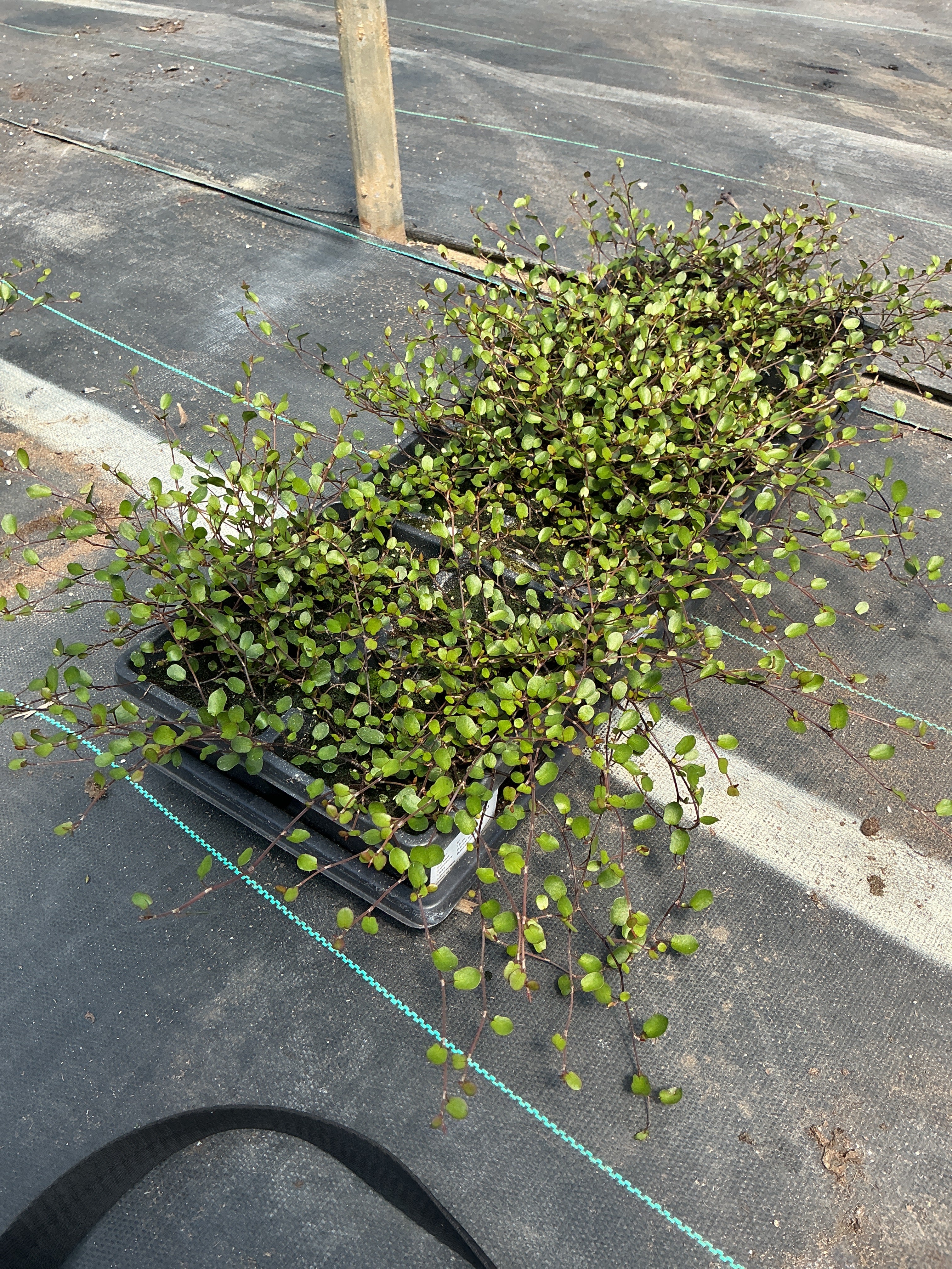 Muehlenbeckia Wire Vine - Jumbo 4 Pack Accents