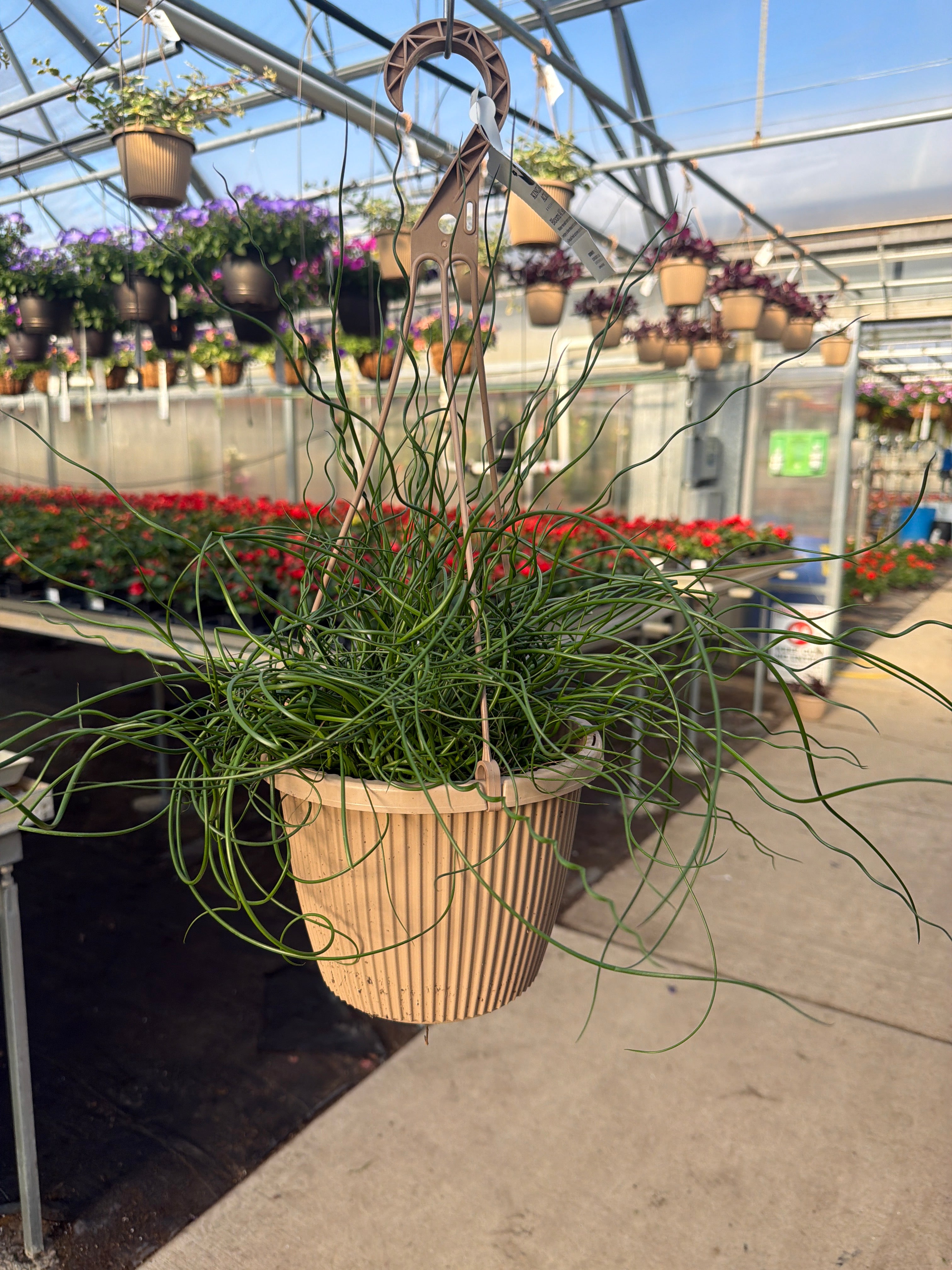 Juncus effusus 'Spiralis' - 8" Hanging Basket