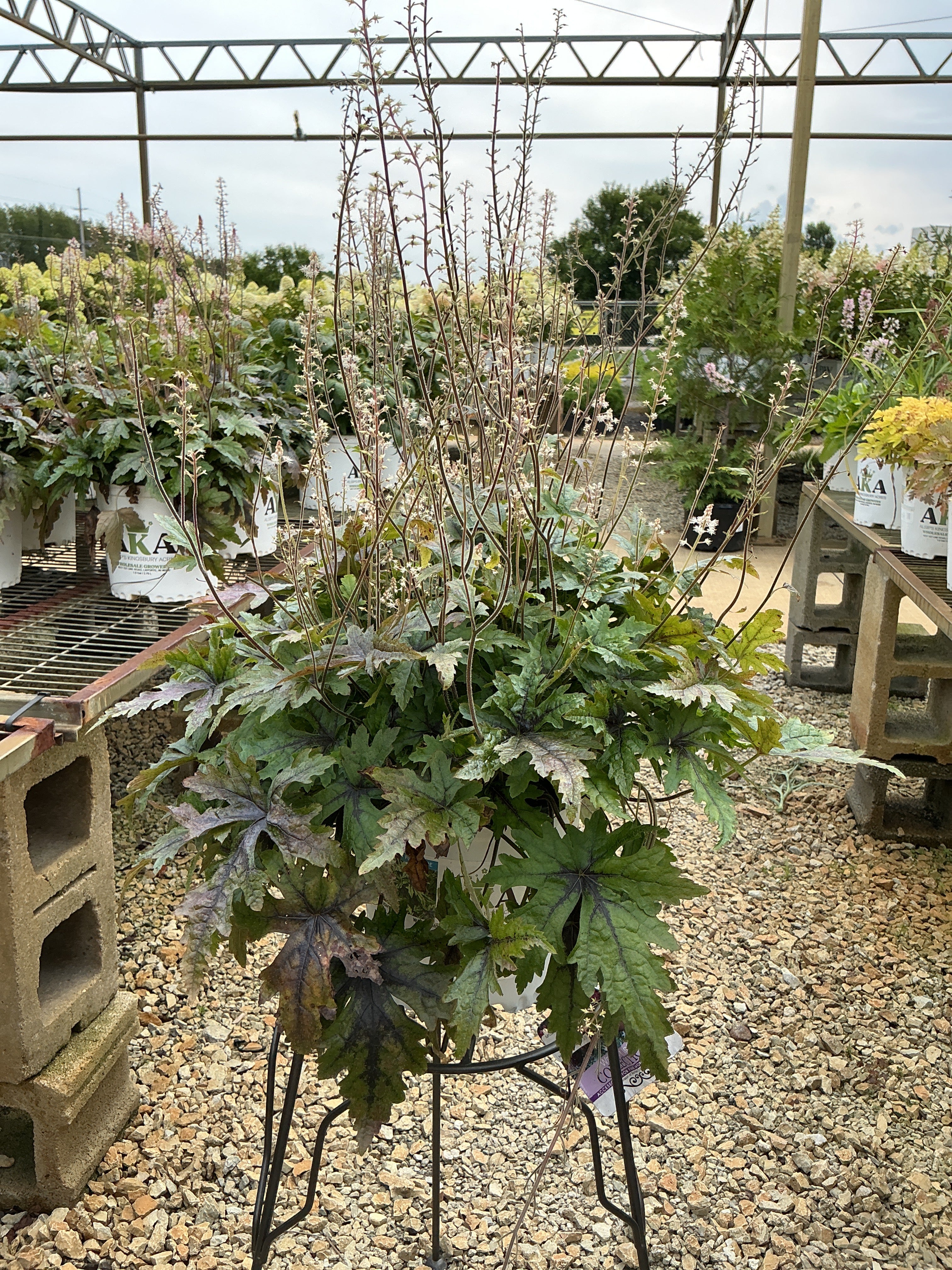 Tiarella Foam Flower Cutting Edge