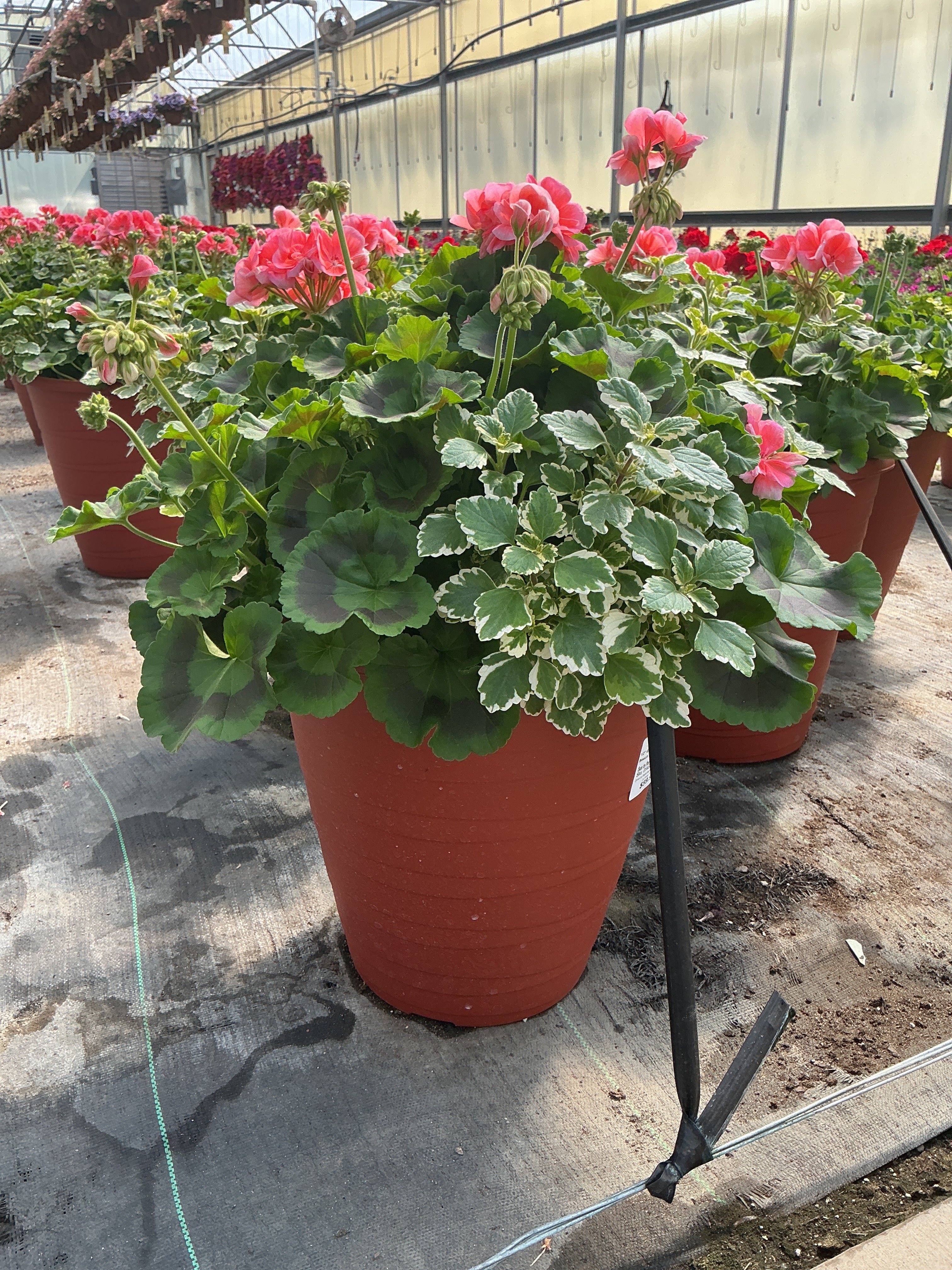 Geranium Palm Beach Combination - 12" Tall Planter