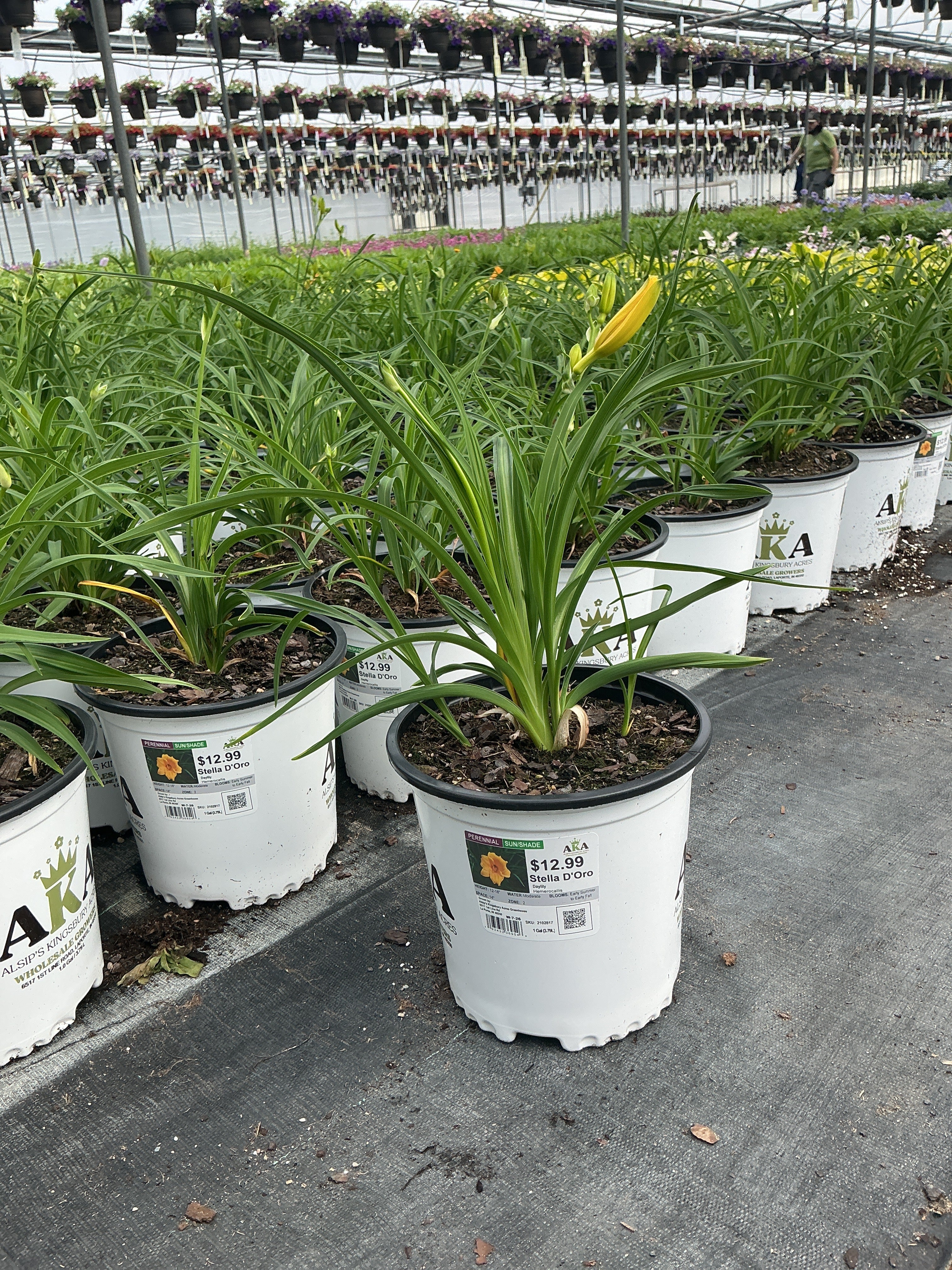 Hemerocallis Daylily Stella D'Oro