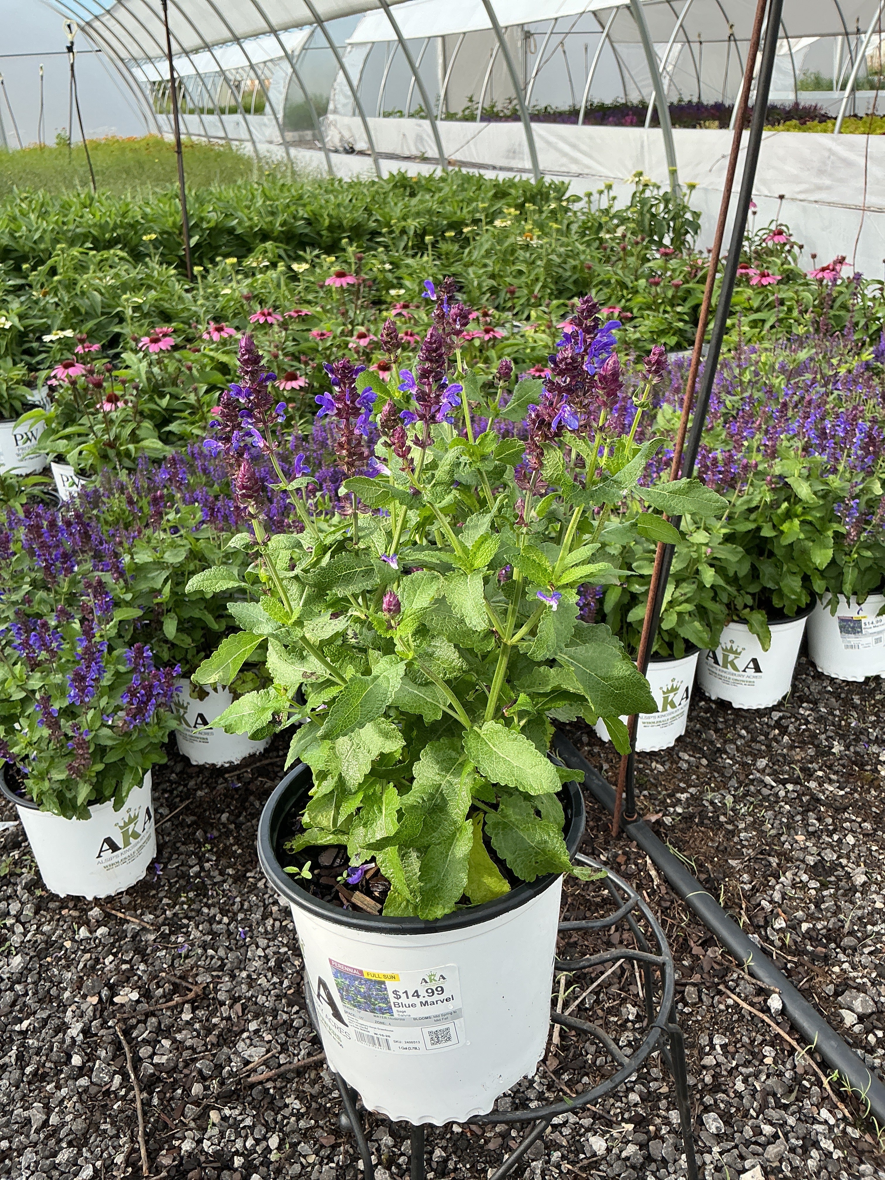 Salvia Sage Blue Marvel