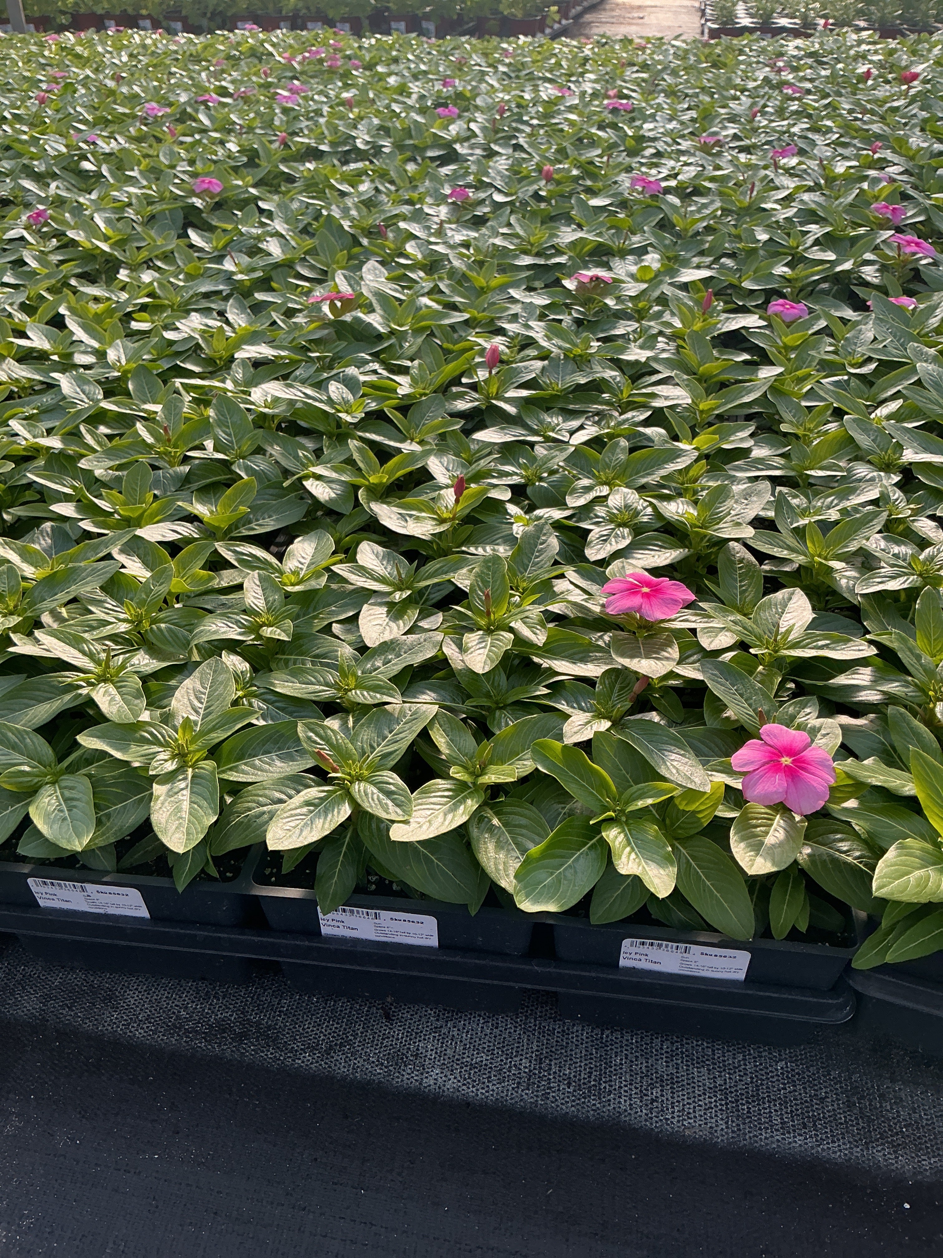 Vinca Titan Icy Pink - 4 Pack Annual