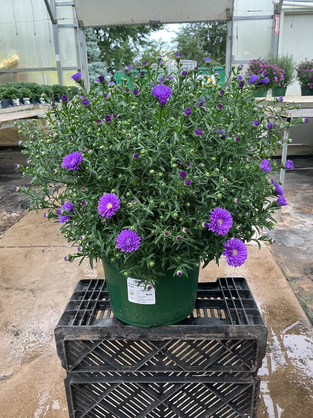 Magic Purple Aster - 9" Fall Asters