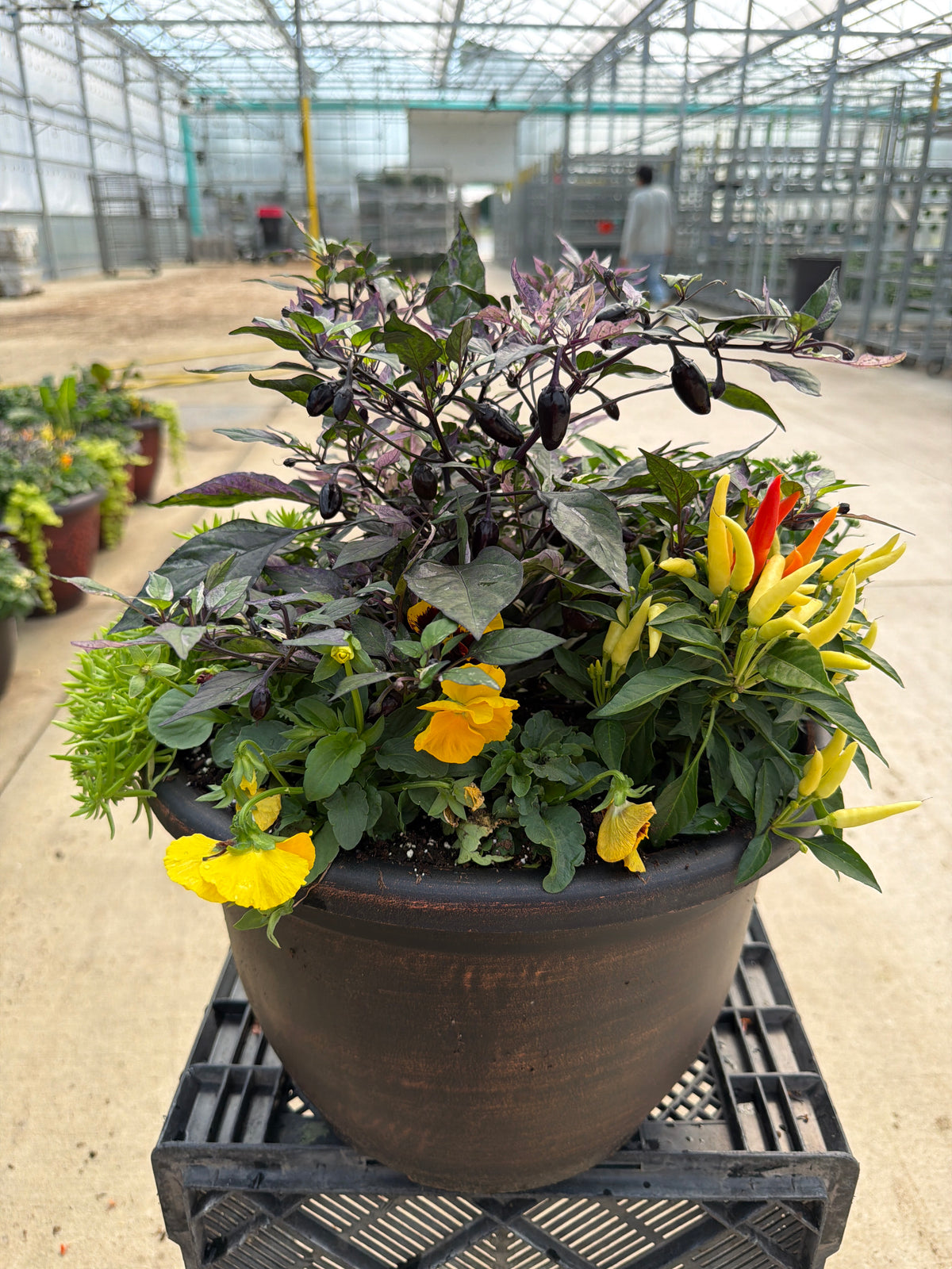14.5" Planter Fall