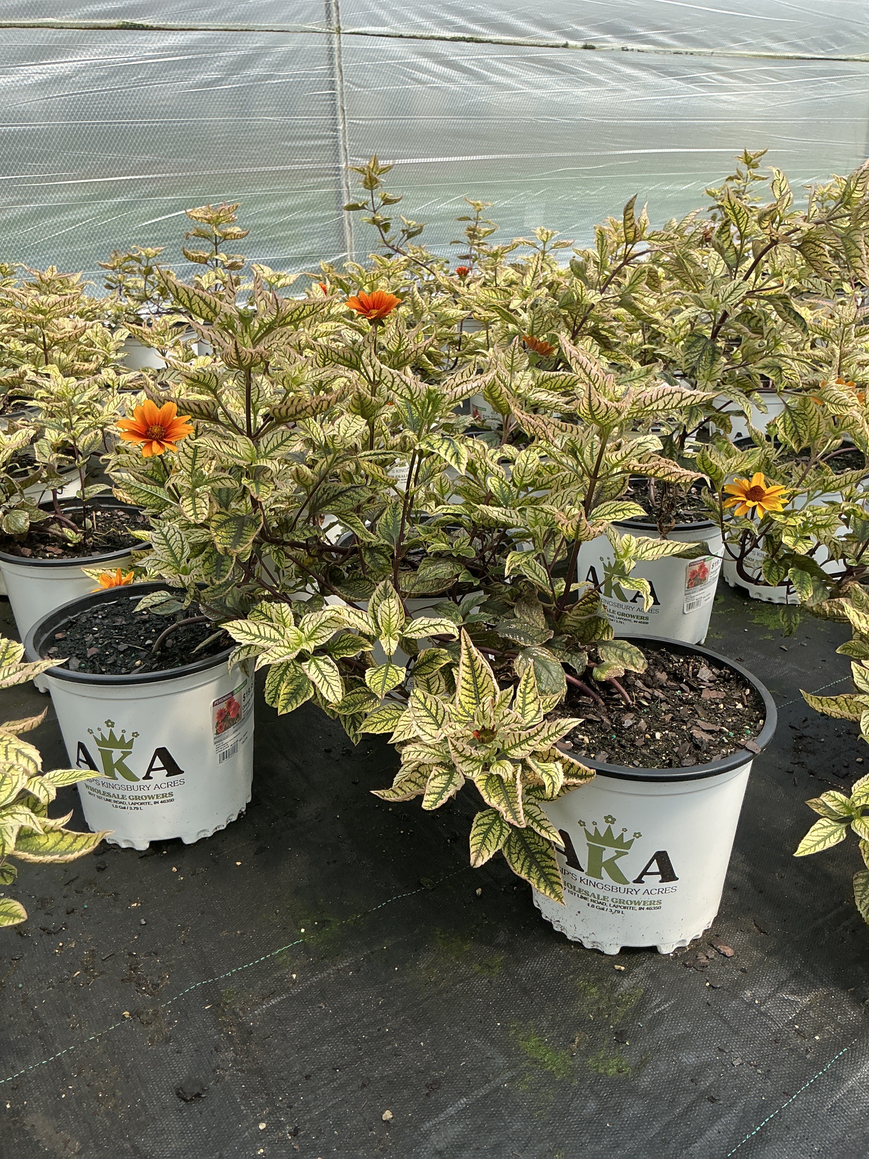 Heliopsis False Sunflower Orange Marble