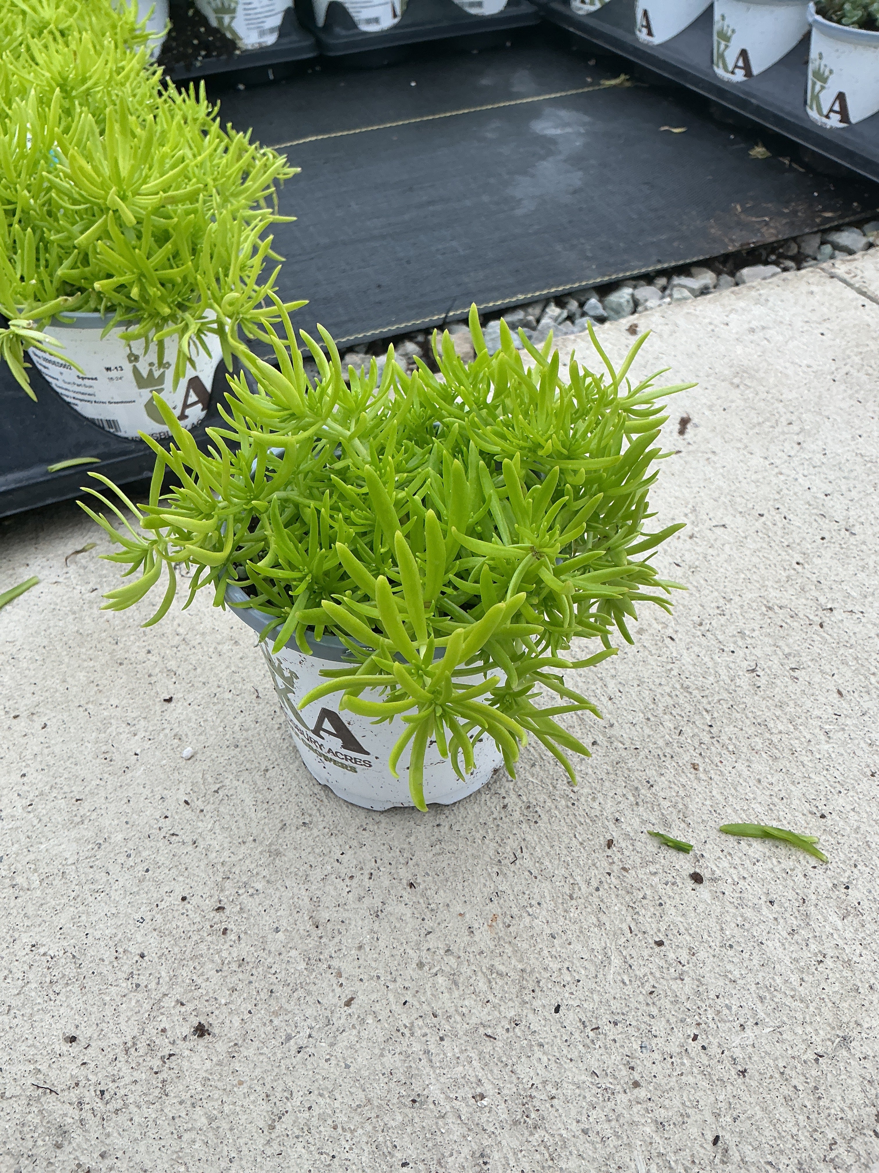 Sedum Lemon Ball - 4.33" Premium Annual