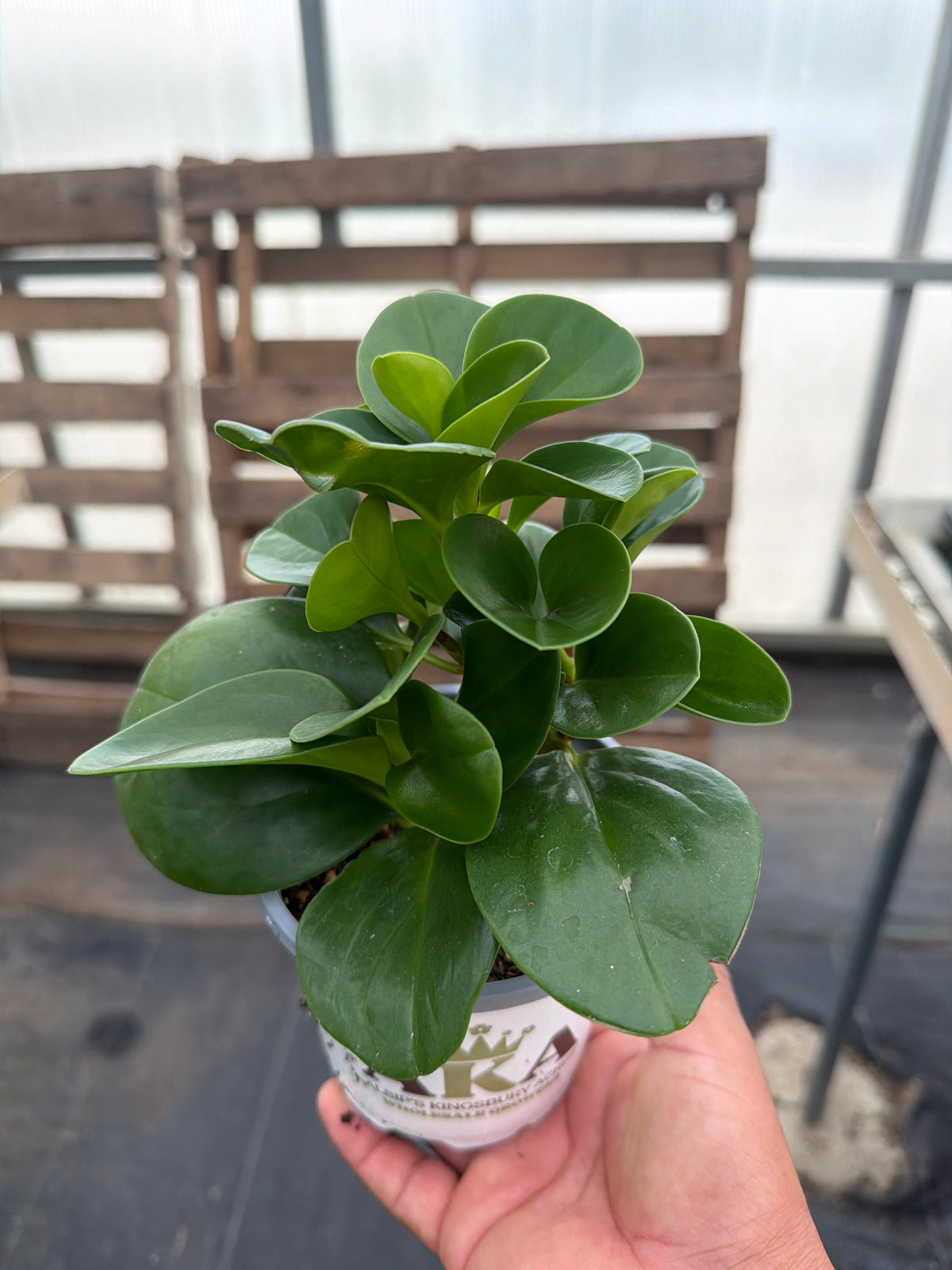 Baby Rubber Plant - Peperomia obtusifolia - 4" Pot