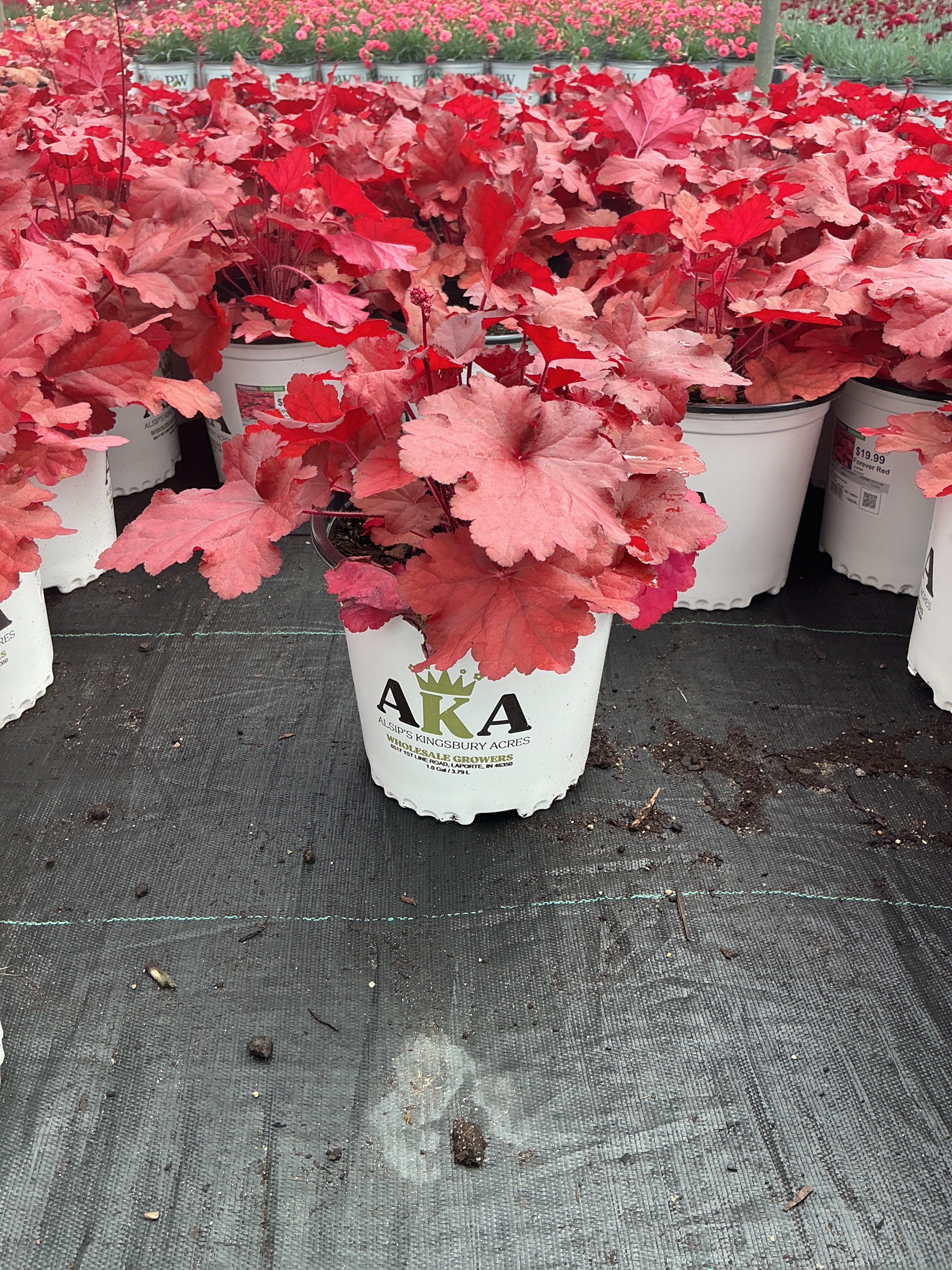 Heuchera Coral Bell Forever Red