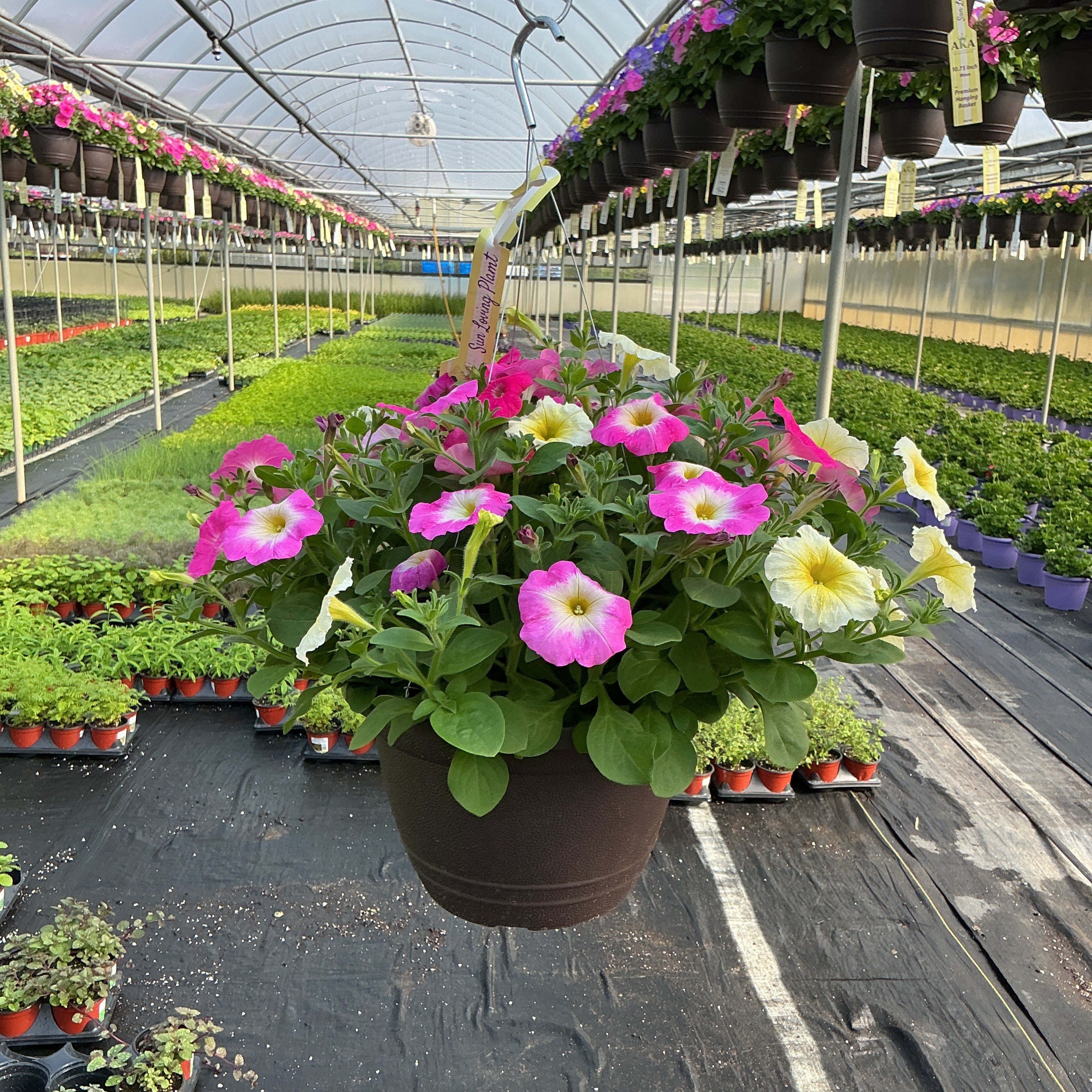 Petunia Easy Wave 703 Salt Water Taffey Mix - 11" Hanging Basket
